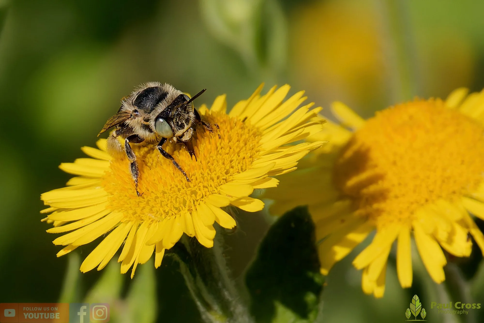Green-eyed Flower Bee-00005.jpg