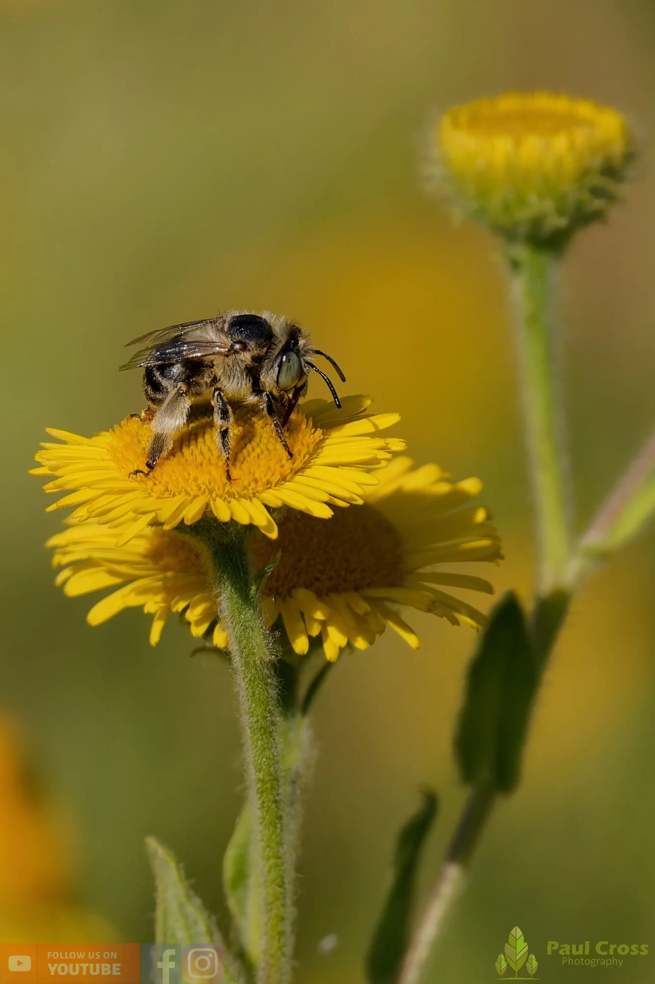 Green-eyed Flower Bee-00008.jpg