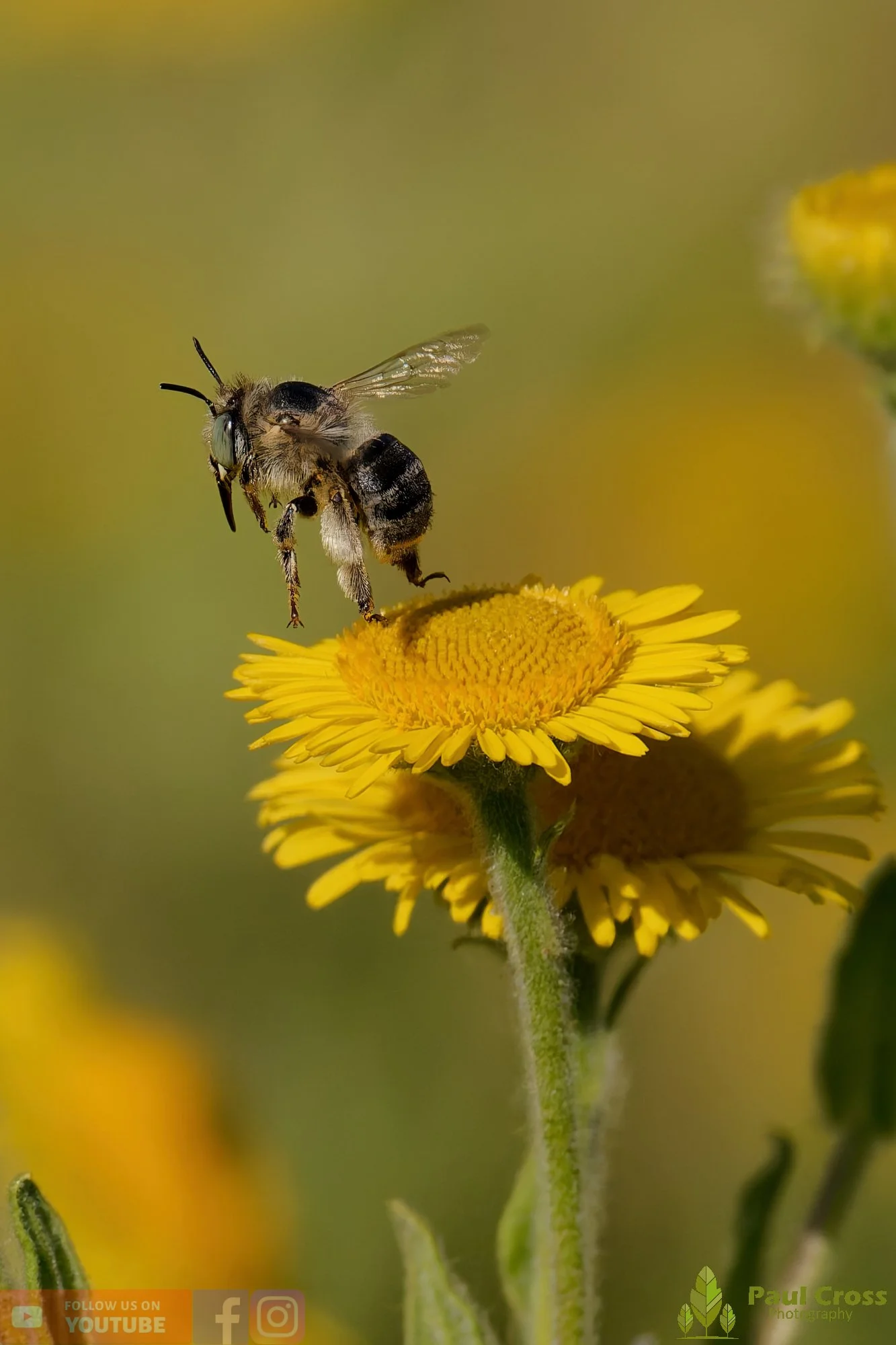 Green-eyed Flower Bee-00009.jpg