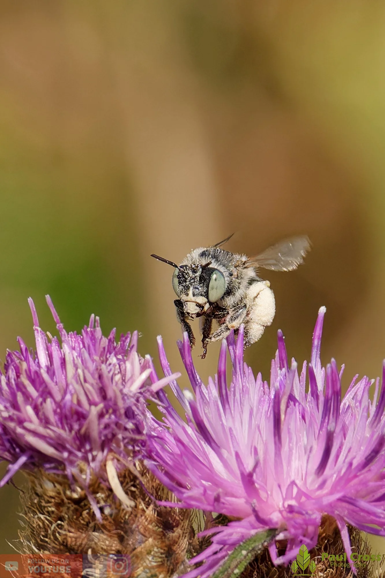 Green-eyed Flower Bee-00010.jpg