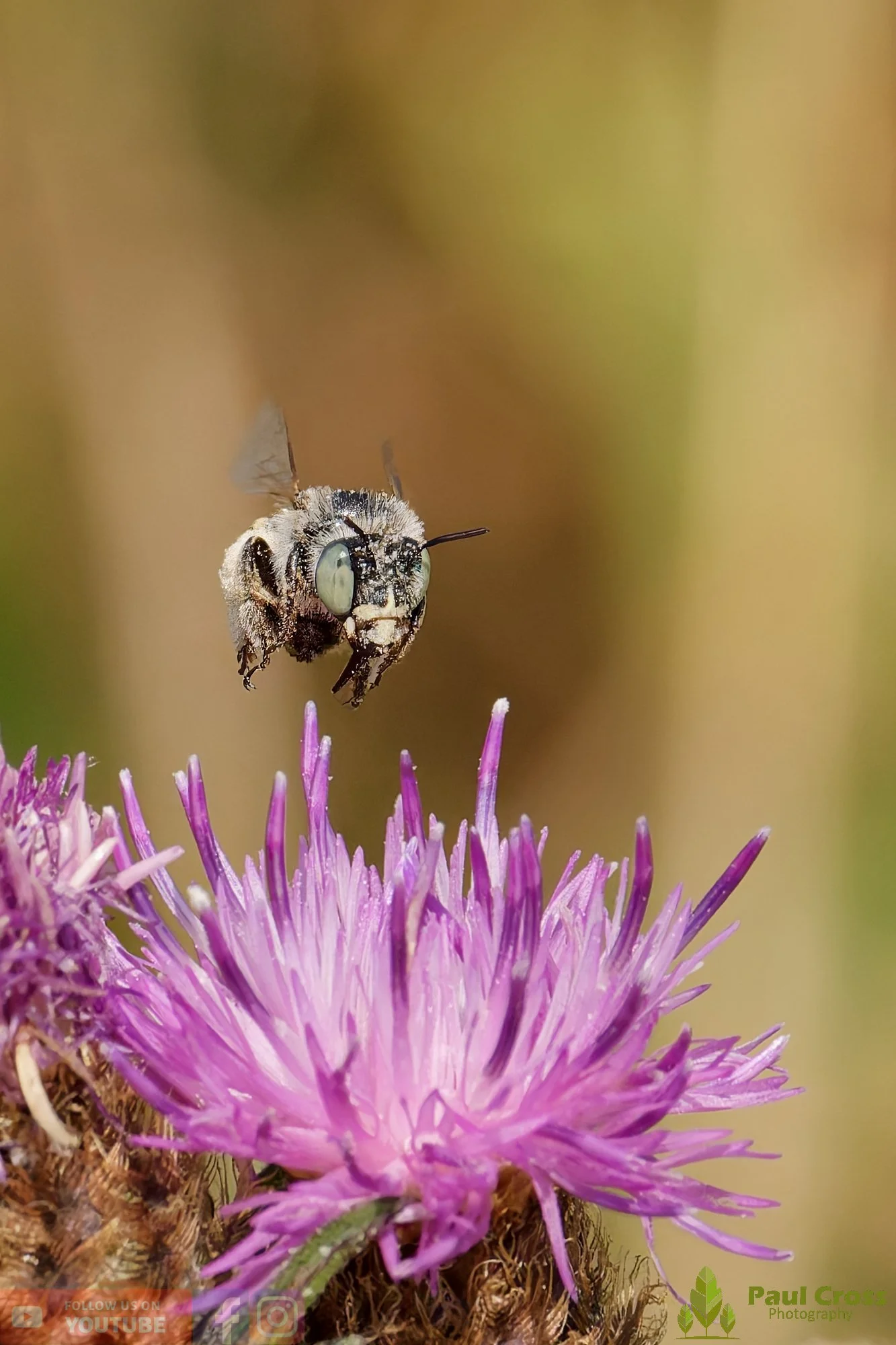 Green-eyed Flower Bee-00011.jpg