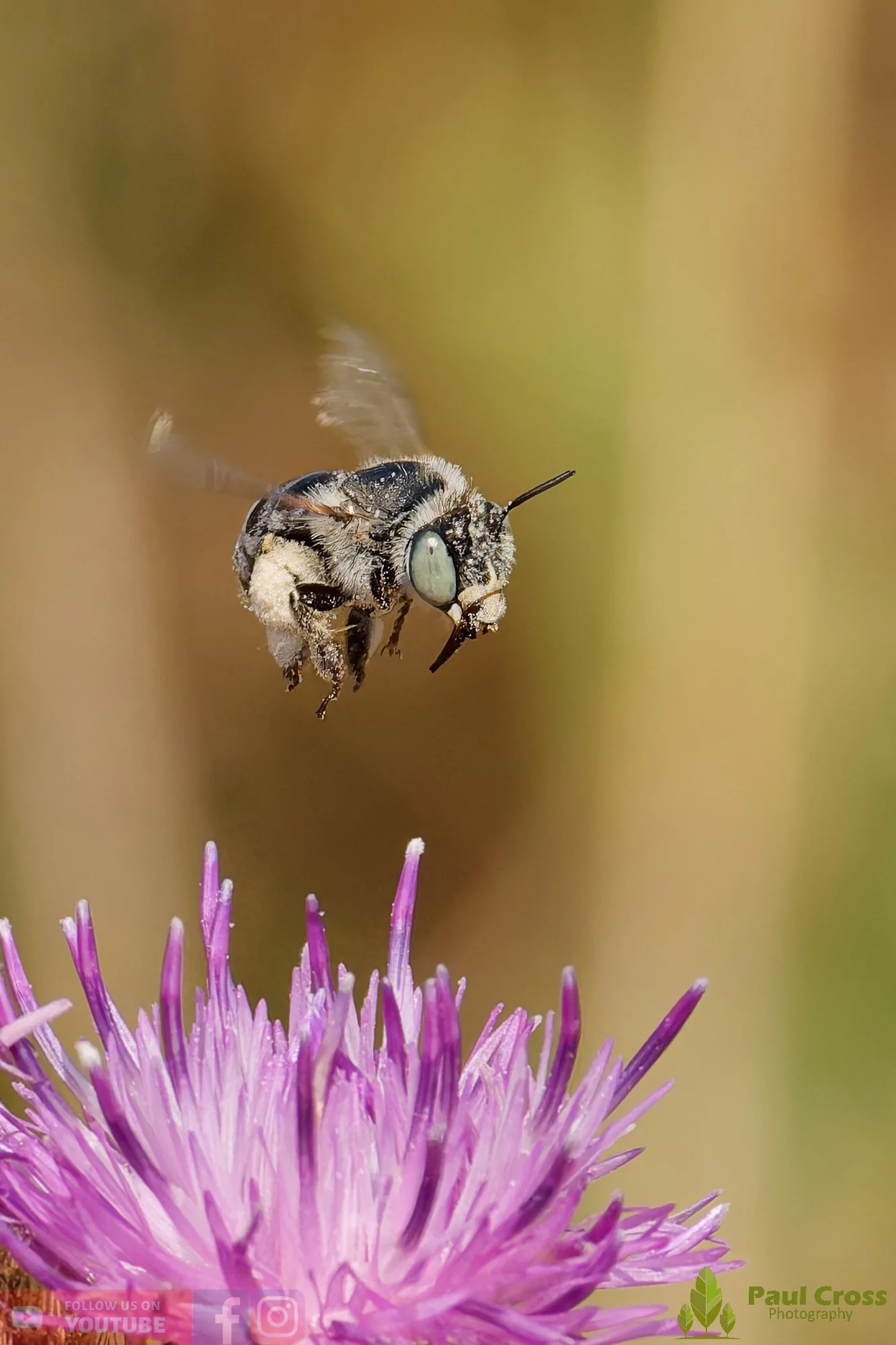 Green-eyed Flower Bee-00012.jpg