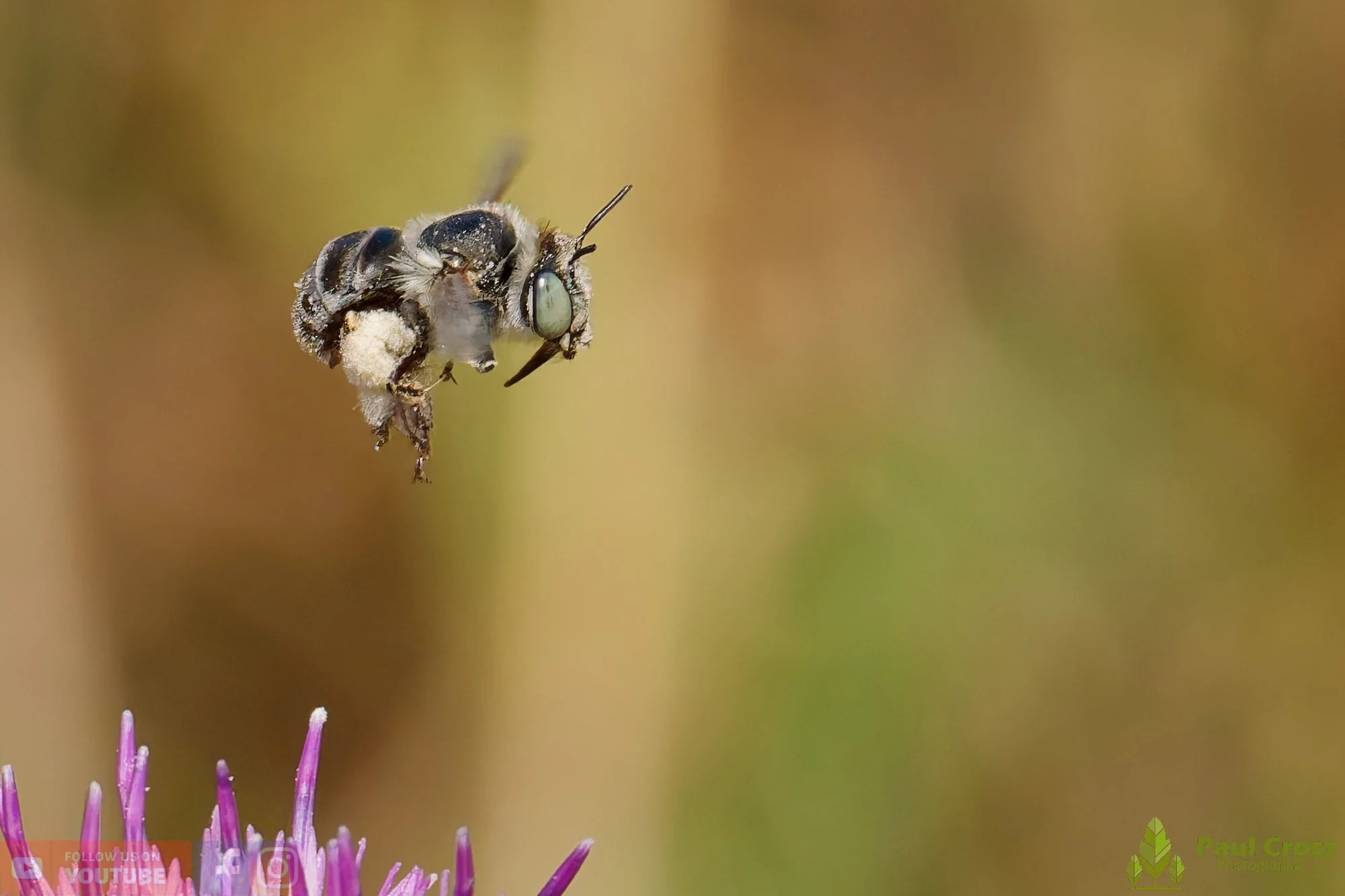 Green-eyed Flower Bee-00013.jpg