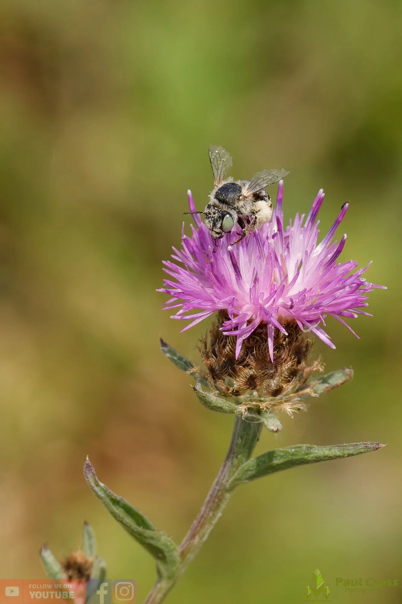Green-eyed Flower Bee-00014.jpg