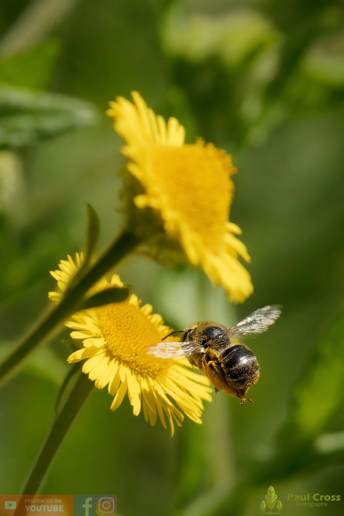 Green-eyed Flower Bee-00015.jpg