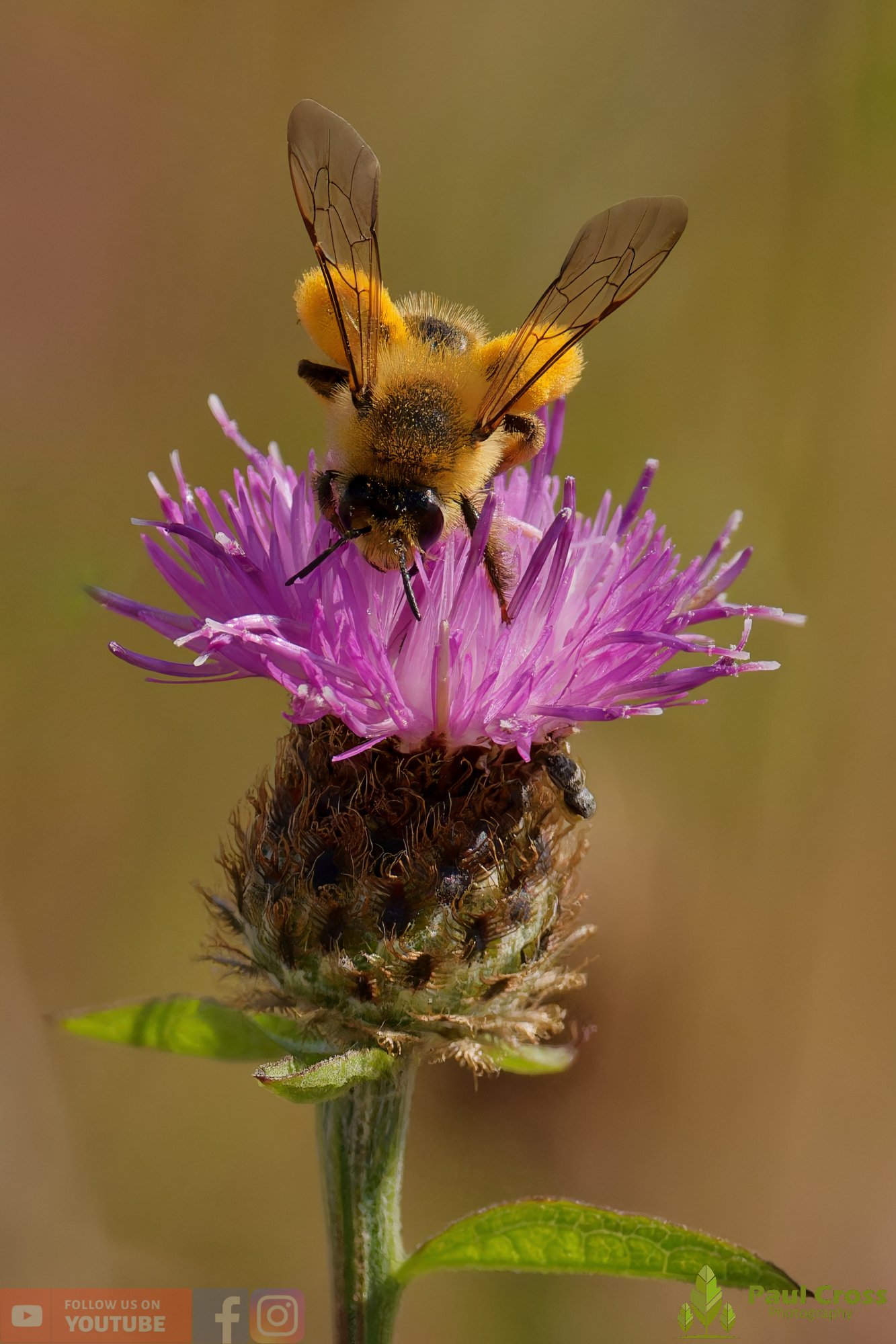 Hairy Legged Mining Bee - Dasypoda Hirtipes-00005.jpg