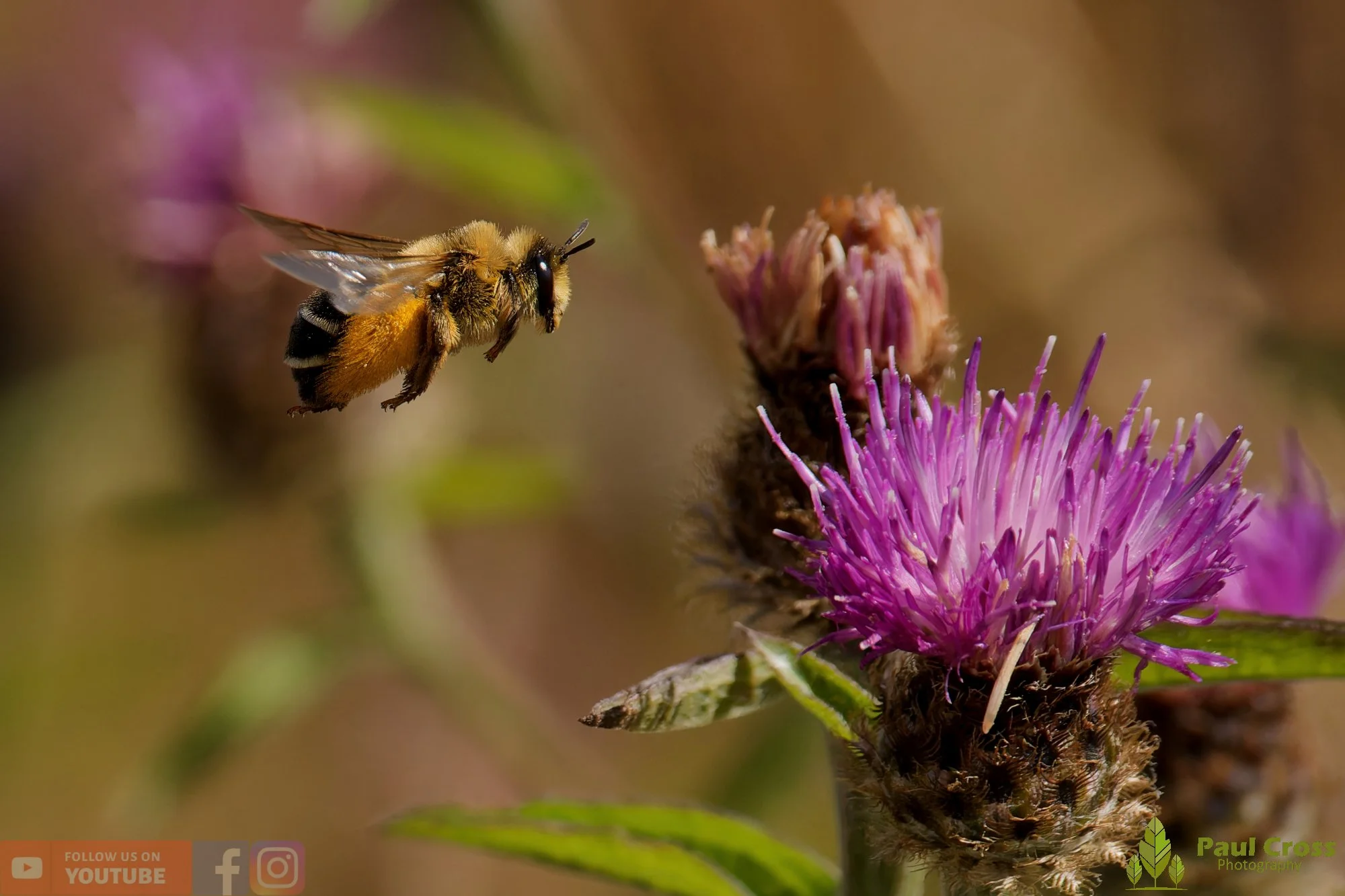 Hairy Legged Mining Bee - Dasypoda Hirtipes-00006.jpg