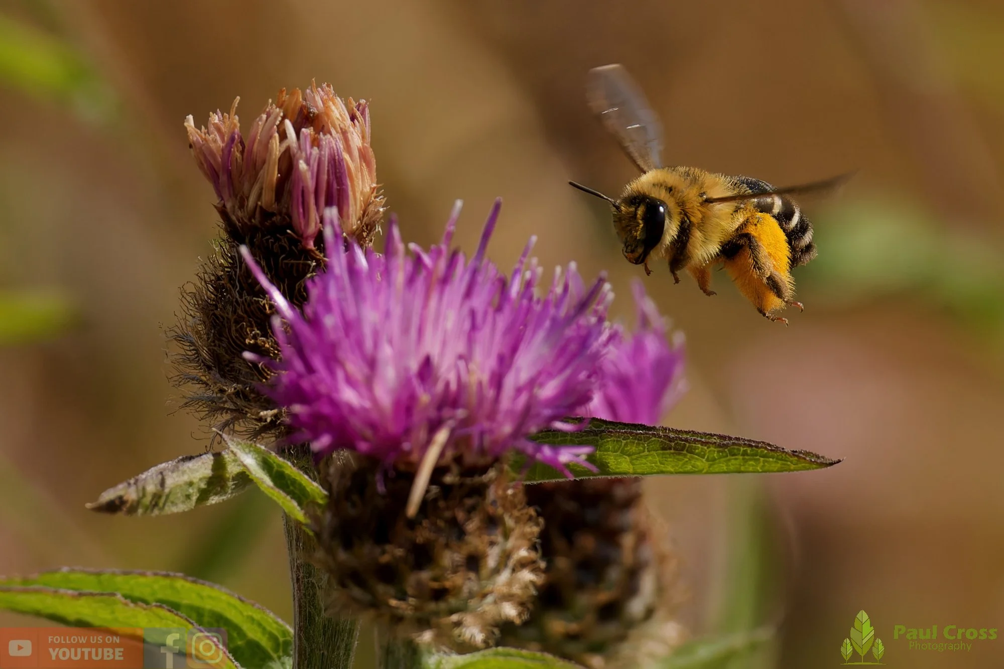 Hairy Legged Mining Bee - Dasypoda Hirtipes-00007.jpg
