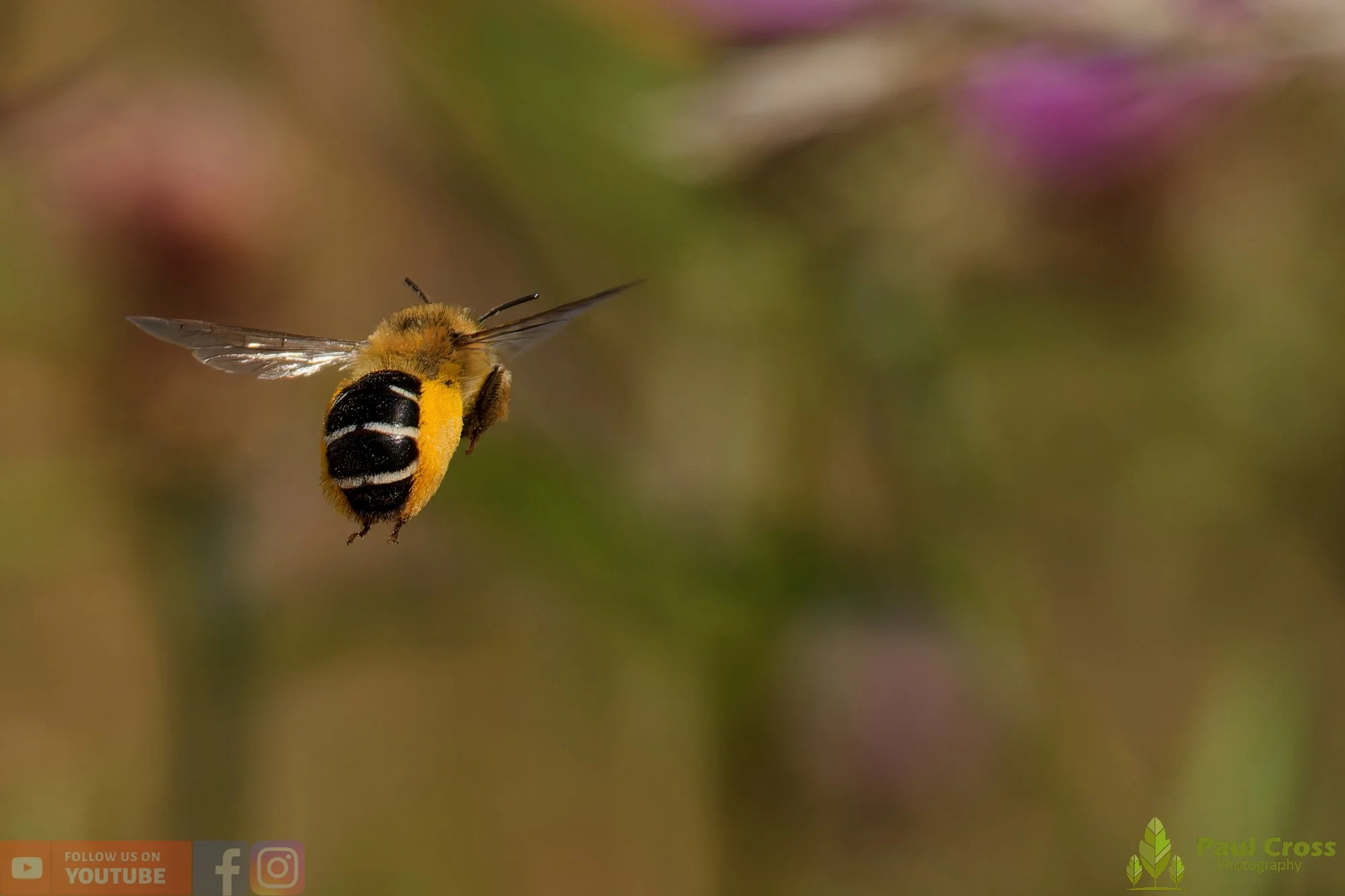 Hairy Legged Mining Bee - Dasypoda Hirtipes-00009.jpg