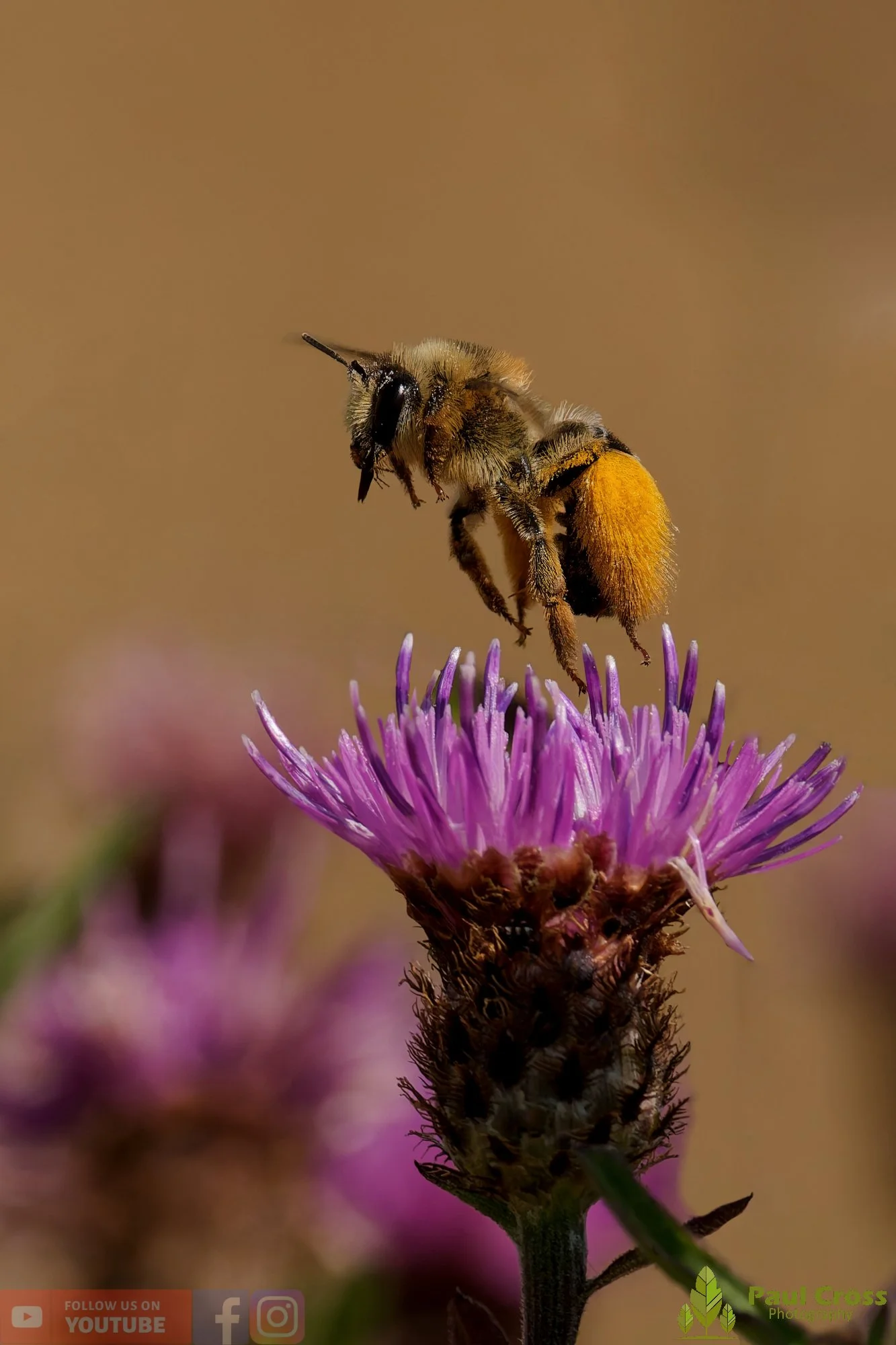Hairy Legged Mining Bee - Dasypoda Hirtipes-00011.jpg