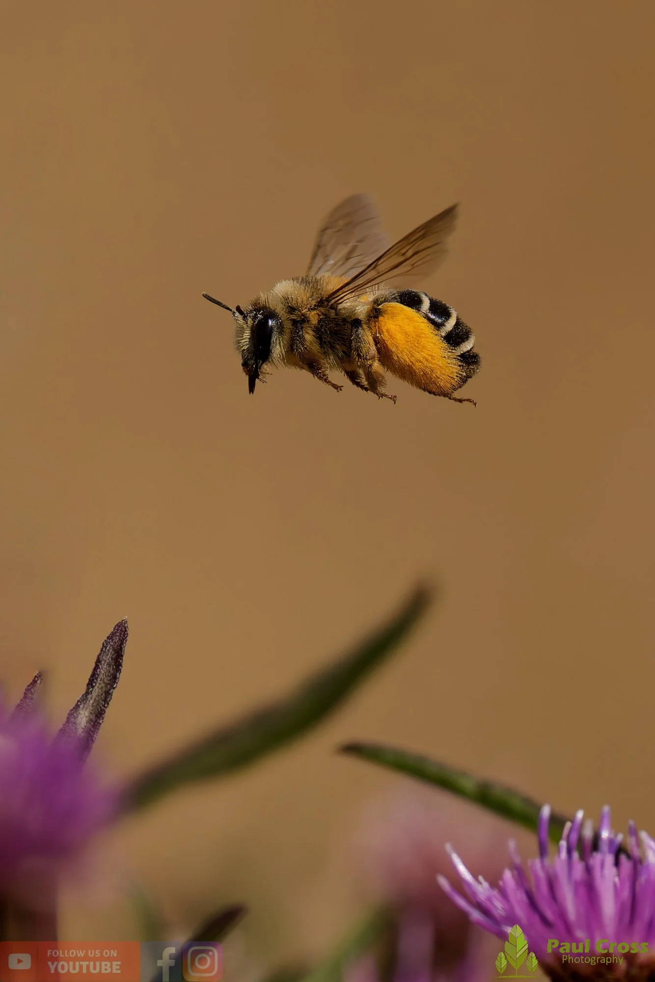Hairy Legged Mining Bee - Dasypoda Hirtipes-00012.jpg