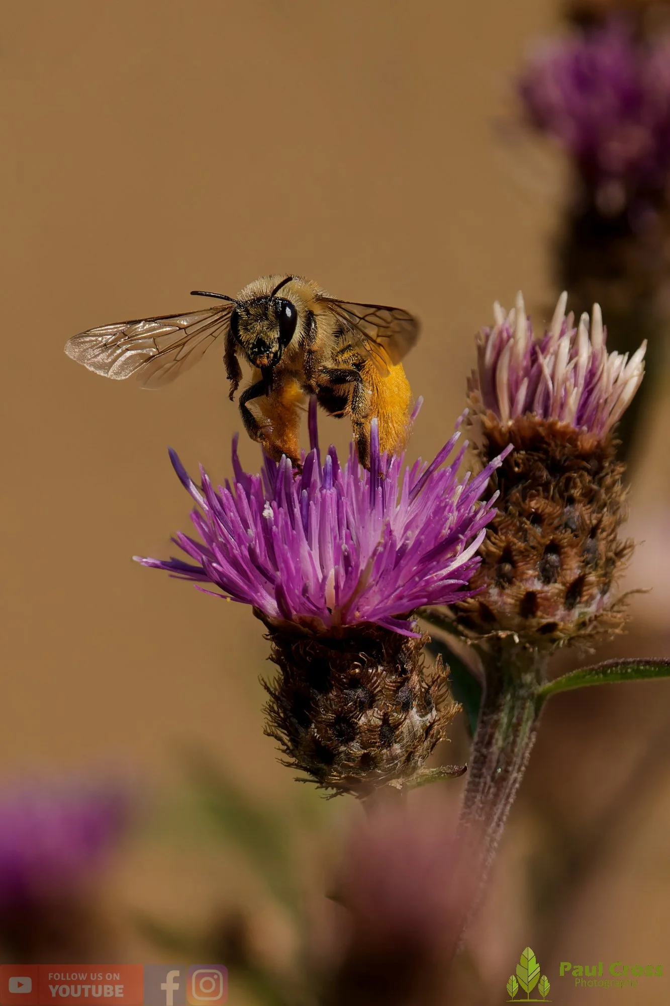Hairy Legged Mining Bee - Dasypoda Hirtipes-00013.jpg