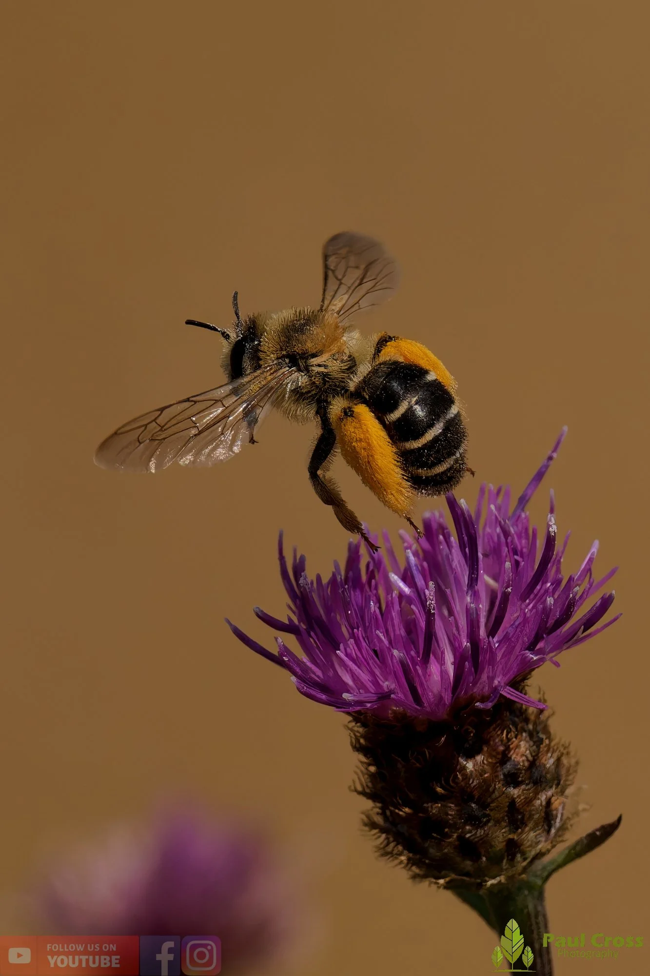 Hairy Legged Mining Bee - Dasypoda Hirtipes-00015.jpg