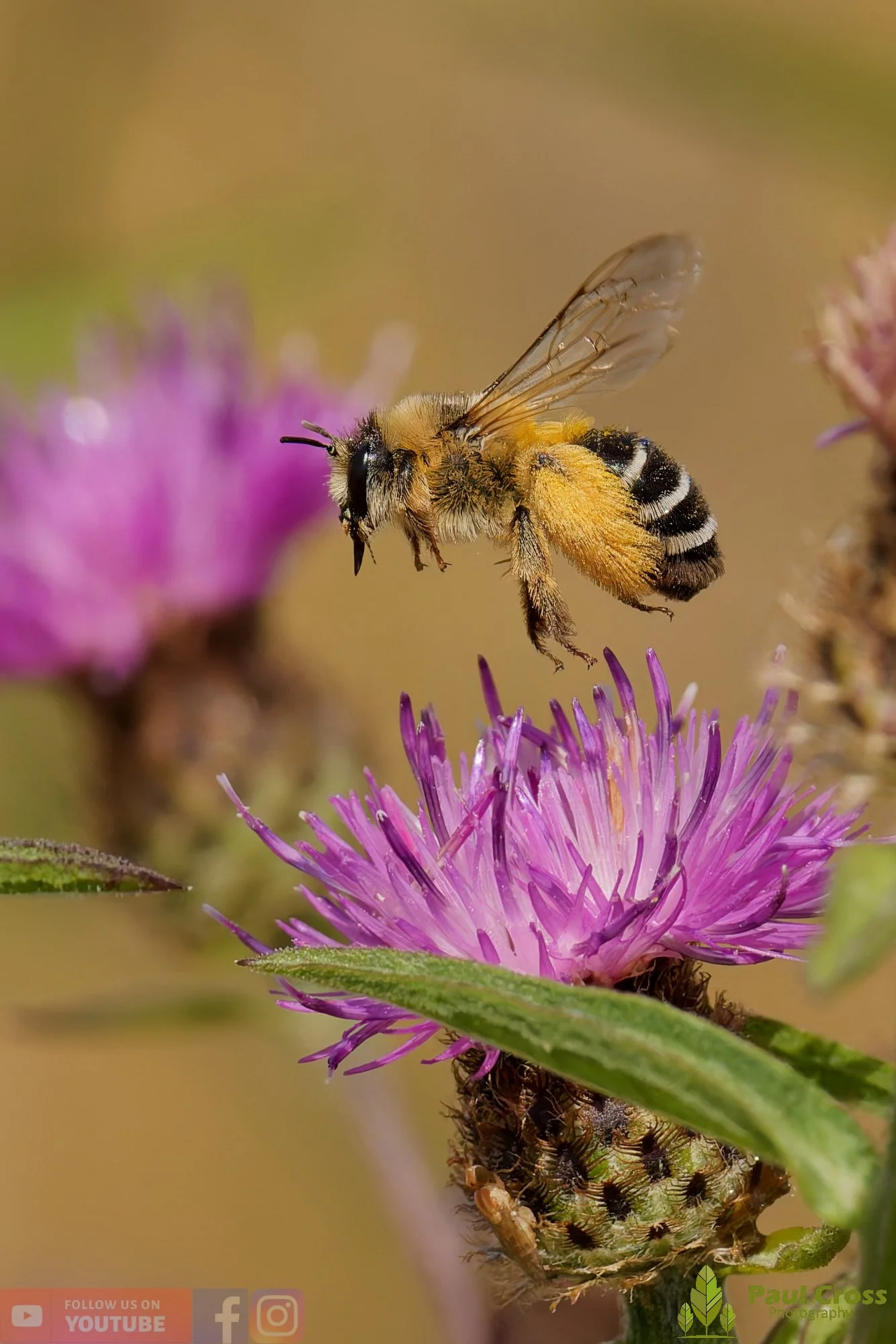 Hairy Legged Mining Bee - Dasypoda Hirtipes-00016.jpg