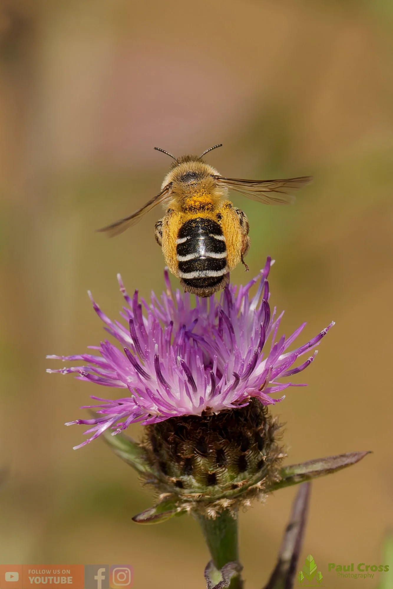 Hairy Legged Mining Bee - Dasypoda Hirtipes-00017.jpg