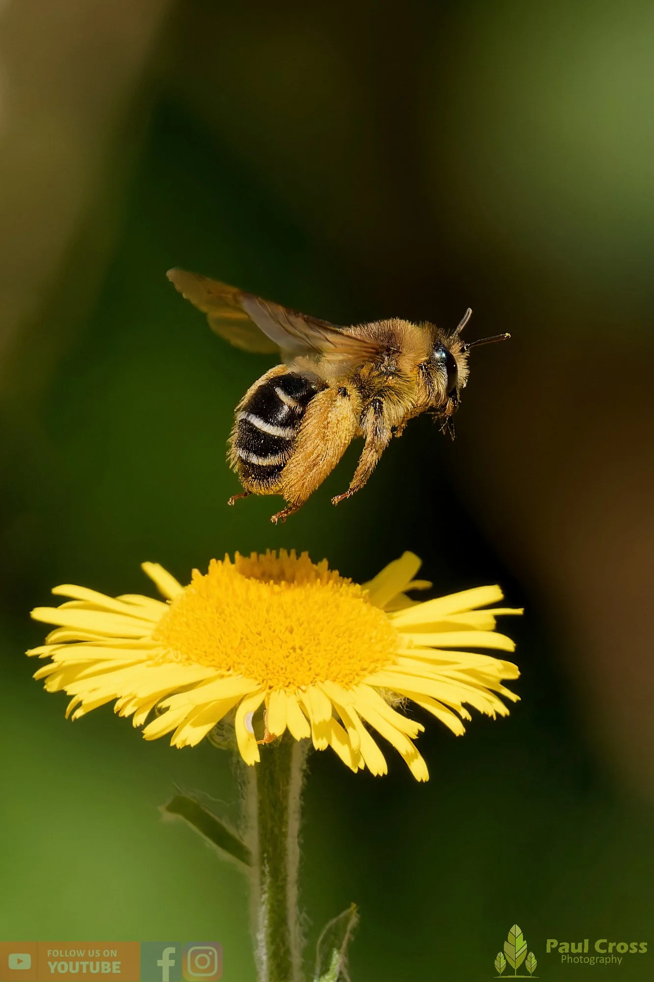Hairy Legged Mining Bee - Dasypoda Hirtipes-00018.jpg