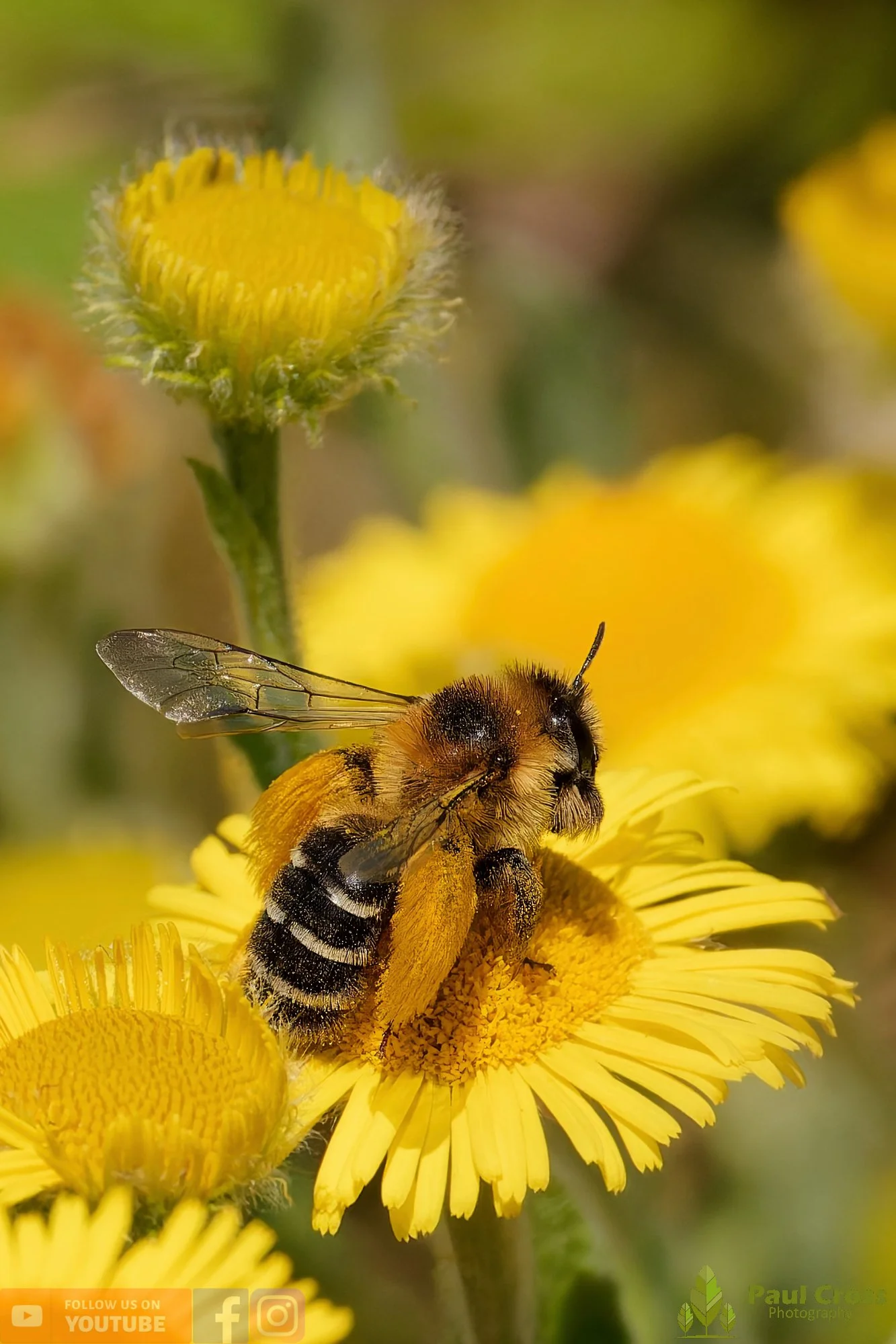 Hairy Legged Mining Bee - Dasypoda Hirtipes-00021.jpg