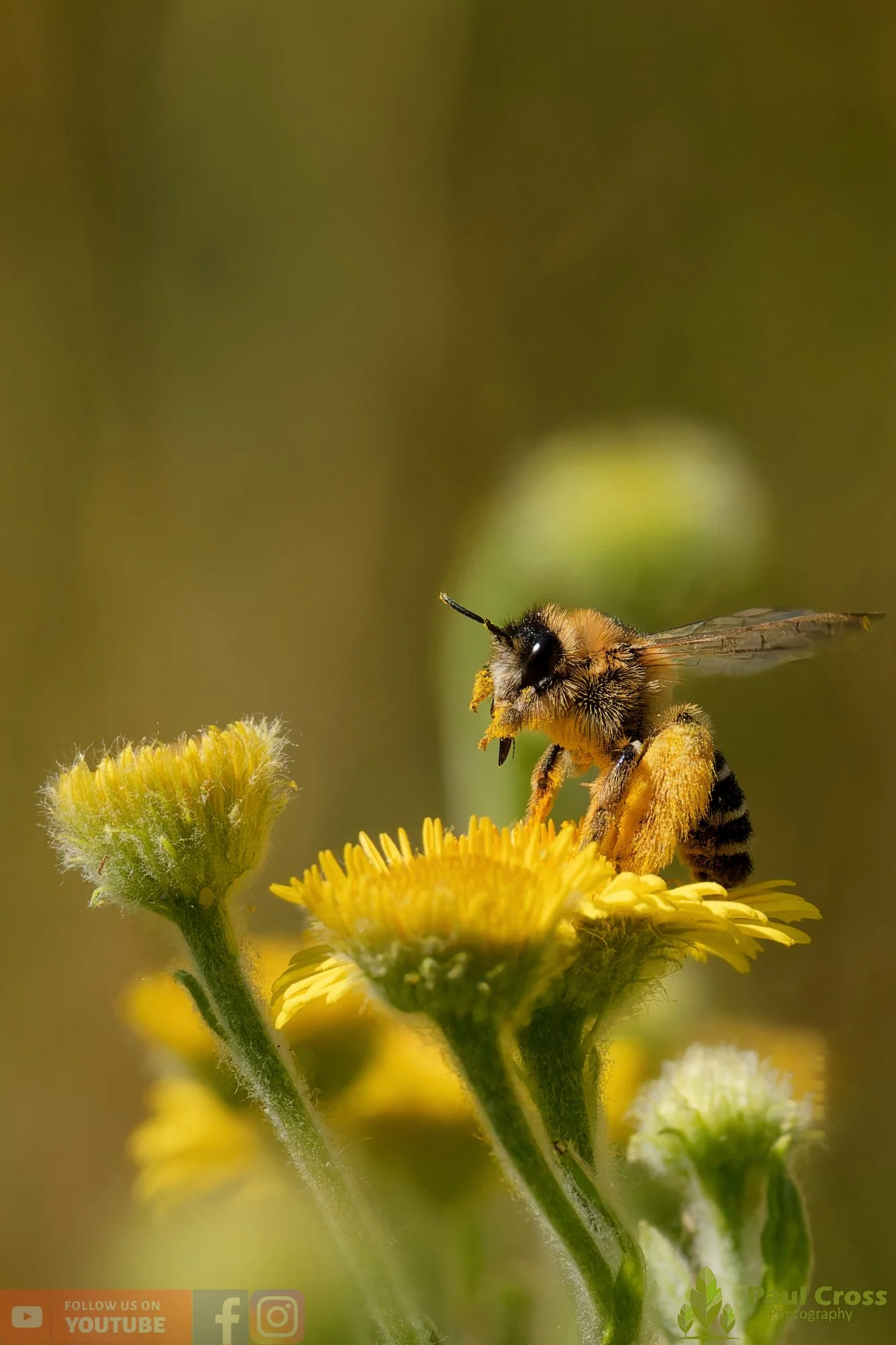 Hairy Legged Mining Bee - Dasypoda Hirtipes-00023.jpg