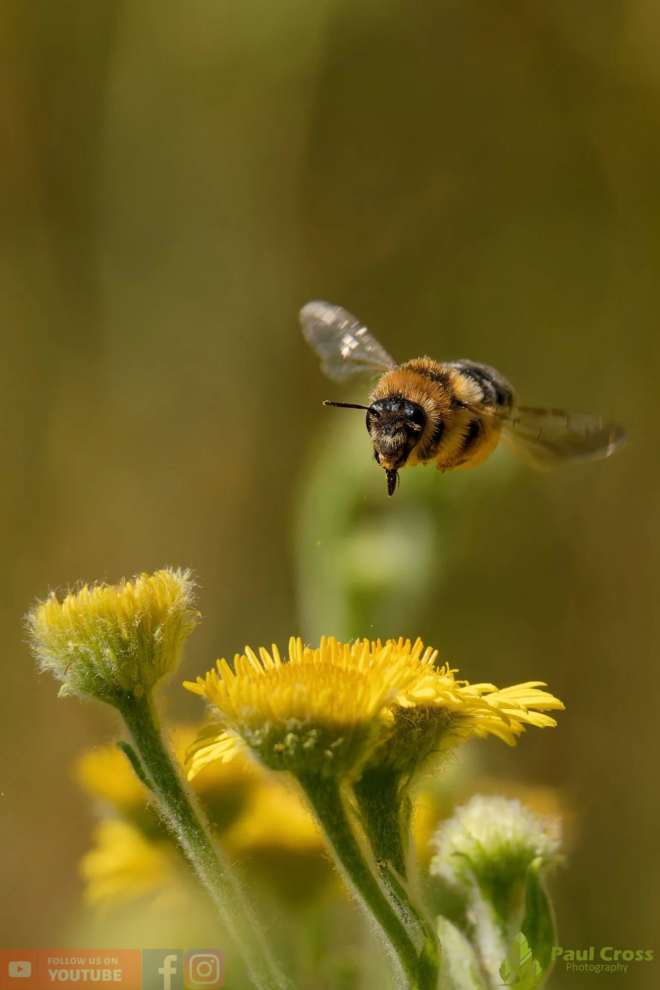 Hairy Legged Mining Bee - Dasypoda Hirtipes-00025.jpg