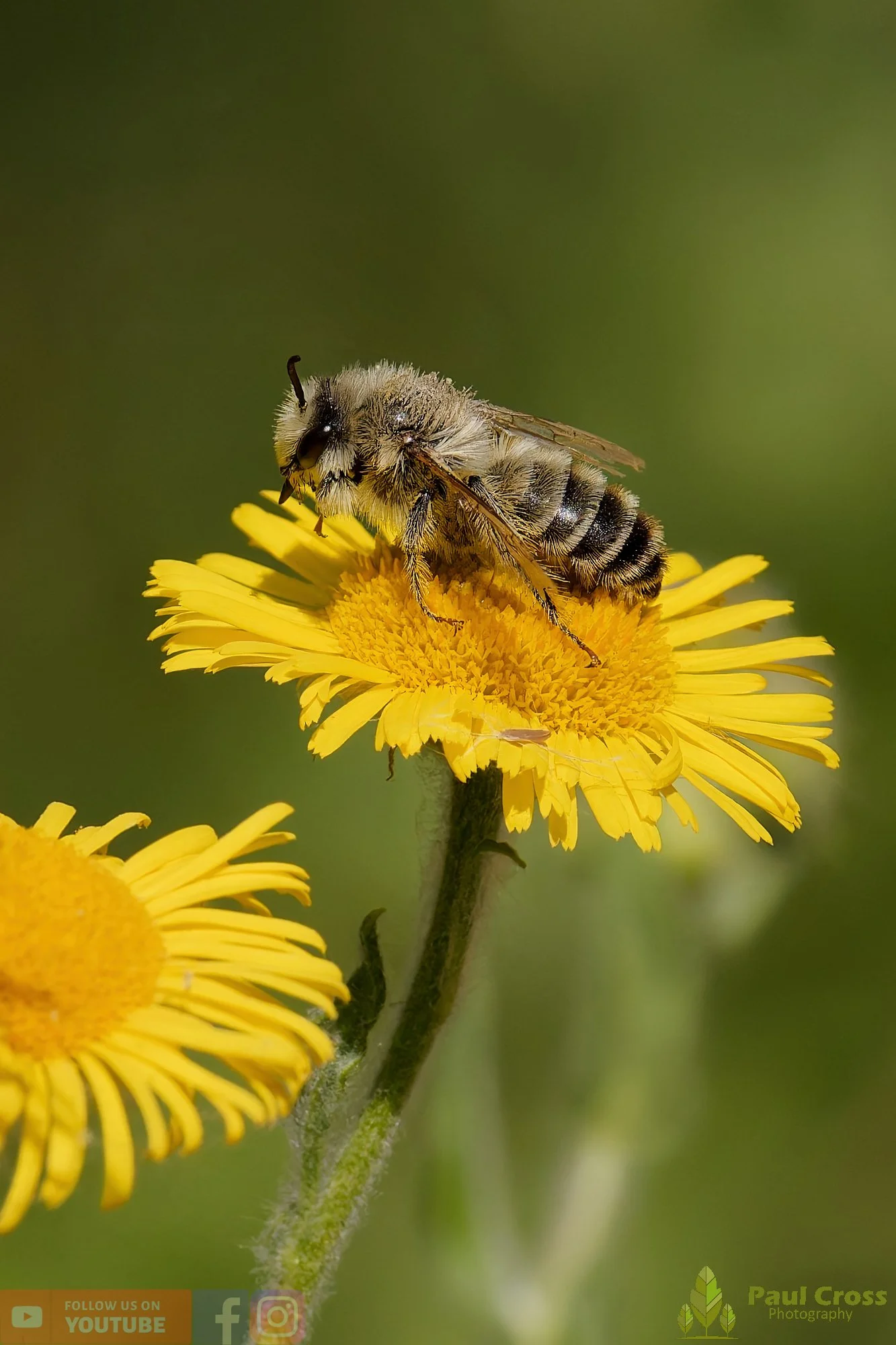 Hairy Legged Mining Bee - Dasypoda Hirtipes-00027.jpg