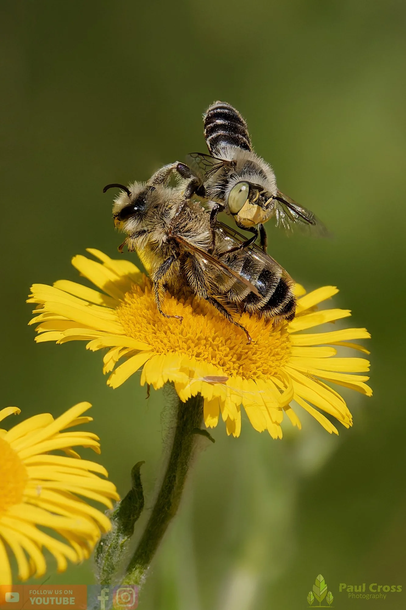 Hairy Legged Mining Bee - Dasypoda Hirtipes-00028.jpg