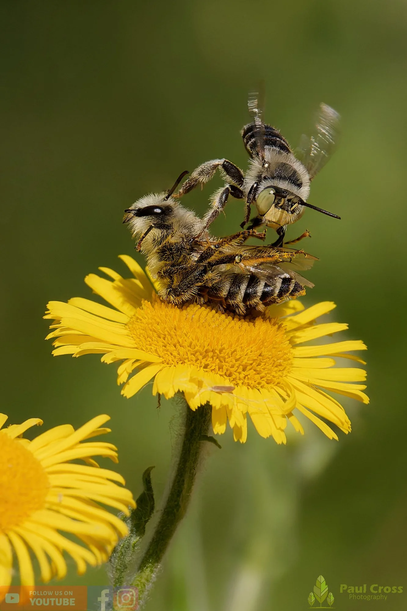 Hairy Legged Mining Bee - Dasypoda Hirtipes-00029.jpg