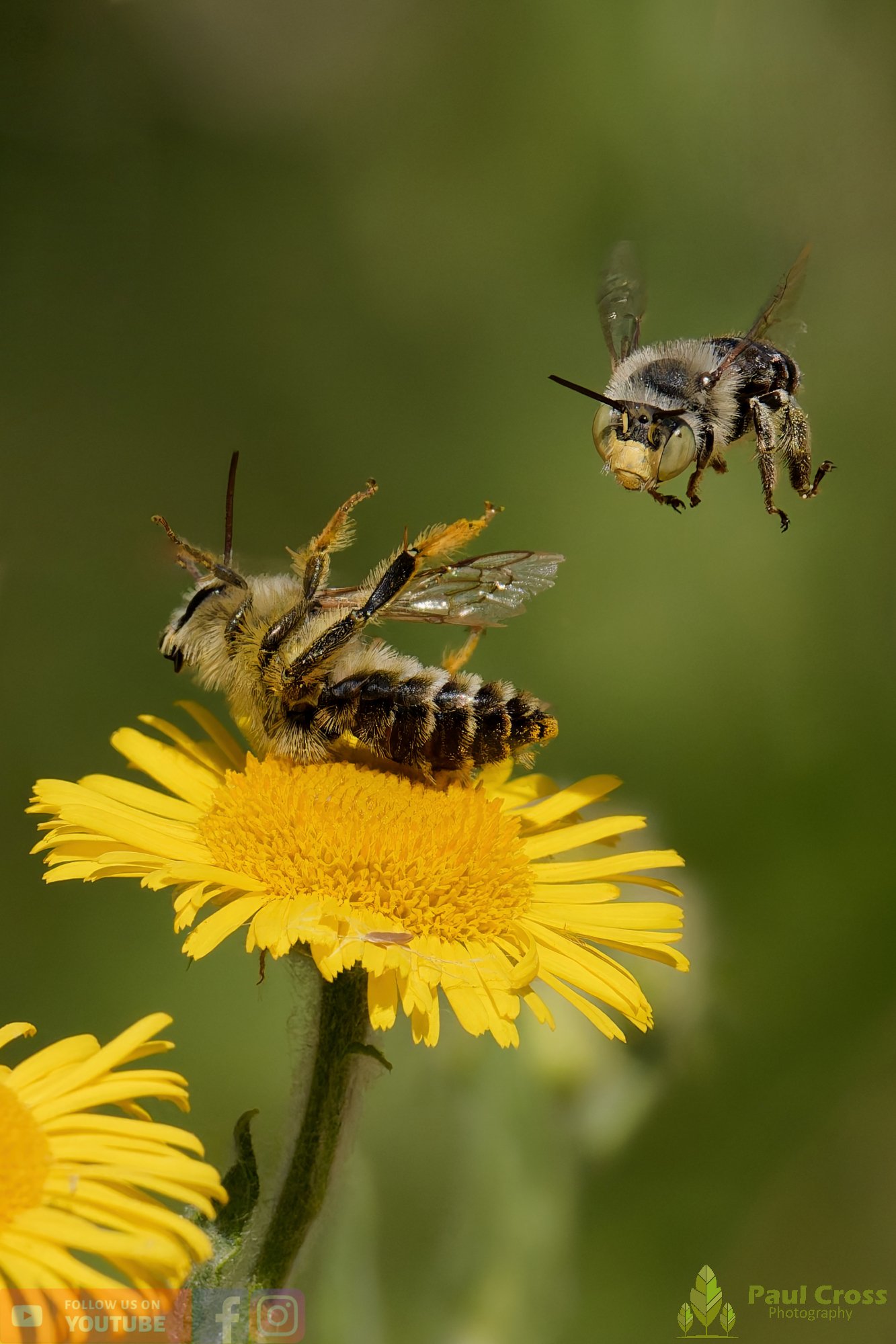 Hairy Legged Mining Bee - Dasypoda Hirtipes-00030.jpg
