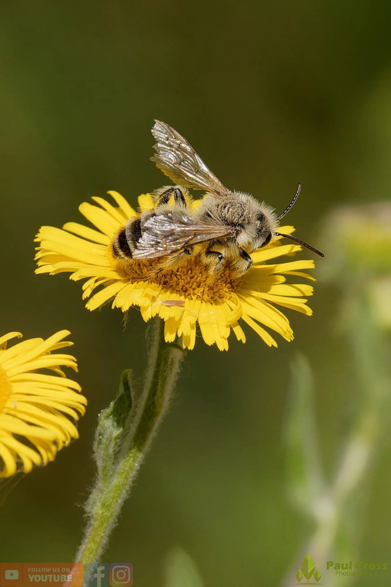 Hairy Legged Mining Bee - Dasypoda Hirtipes-00031.jpg