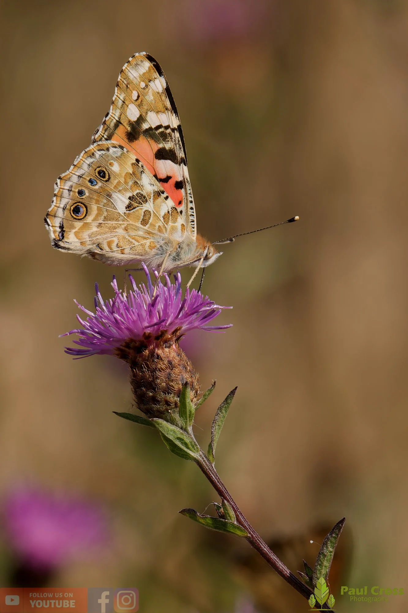 Painted Lady-00037.jpg