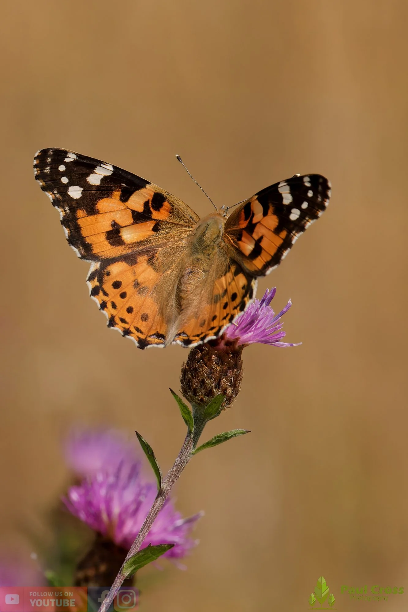 Painted Lady-00039.jpg