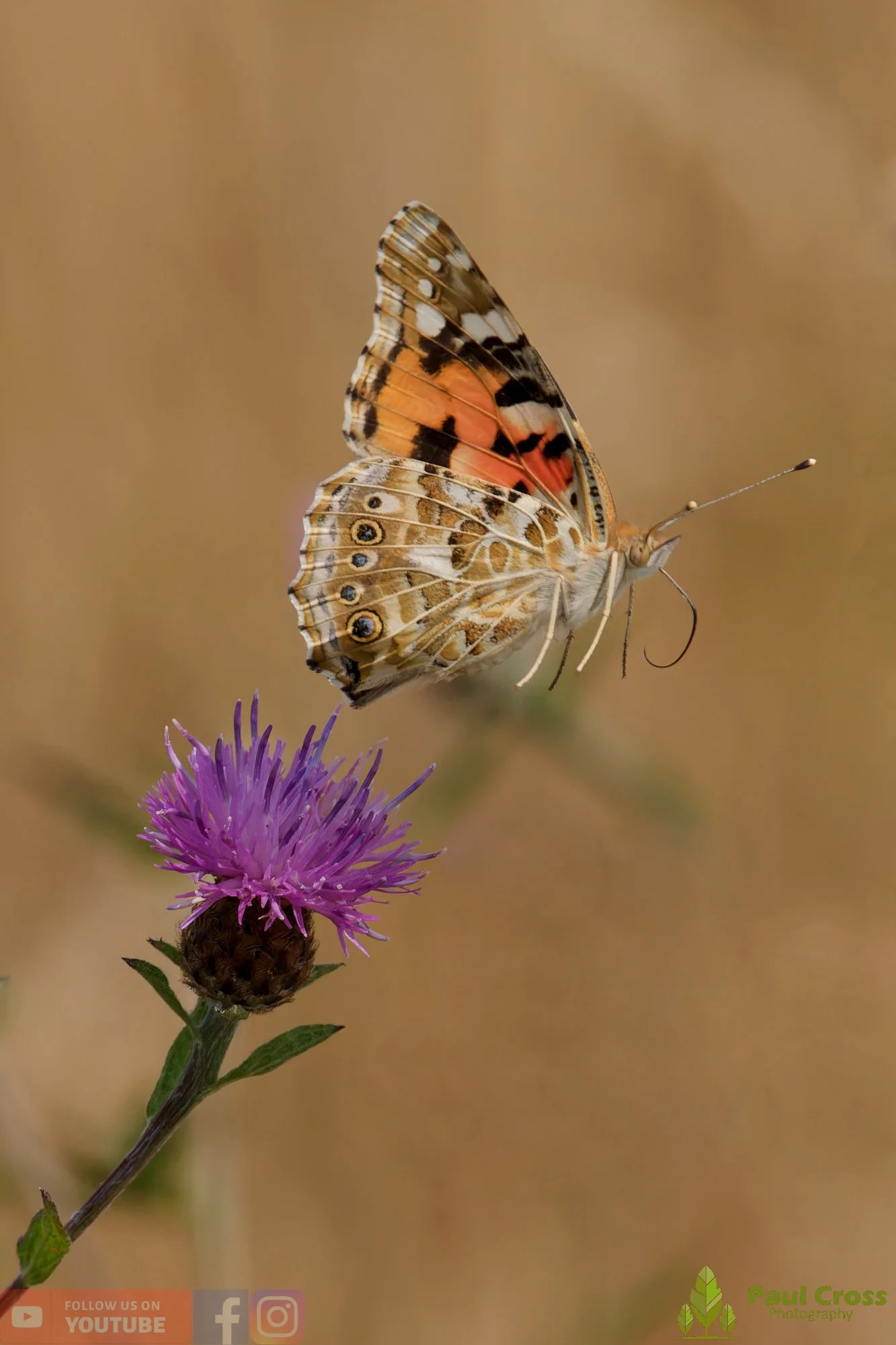Painted Lady-00040.jpg