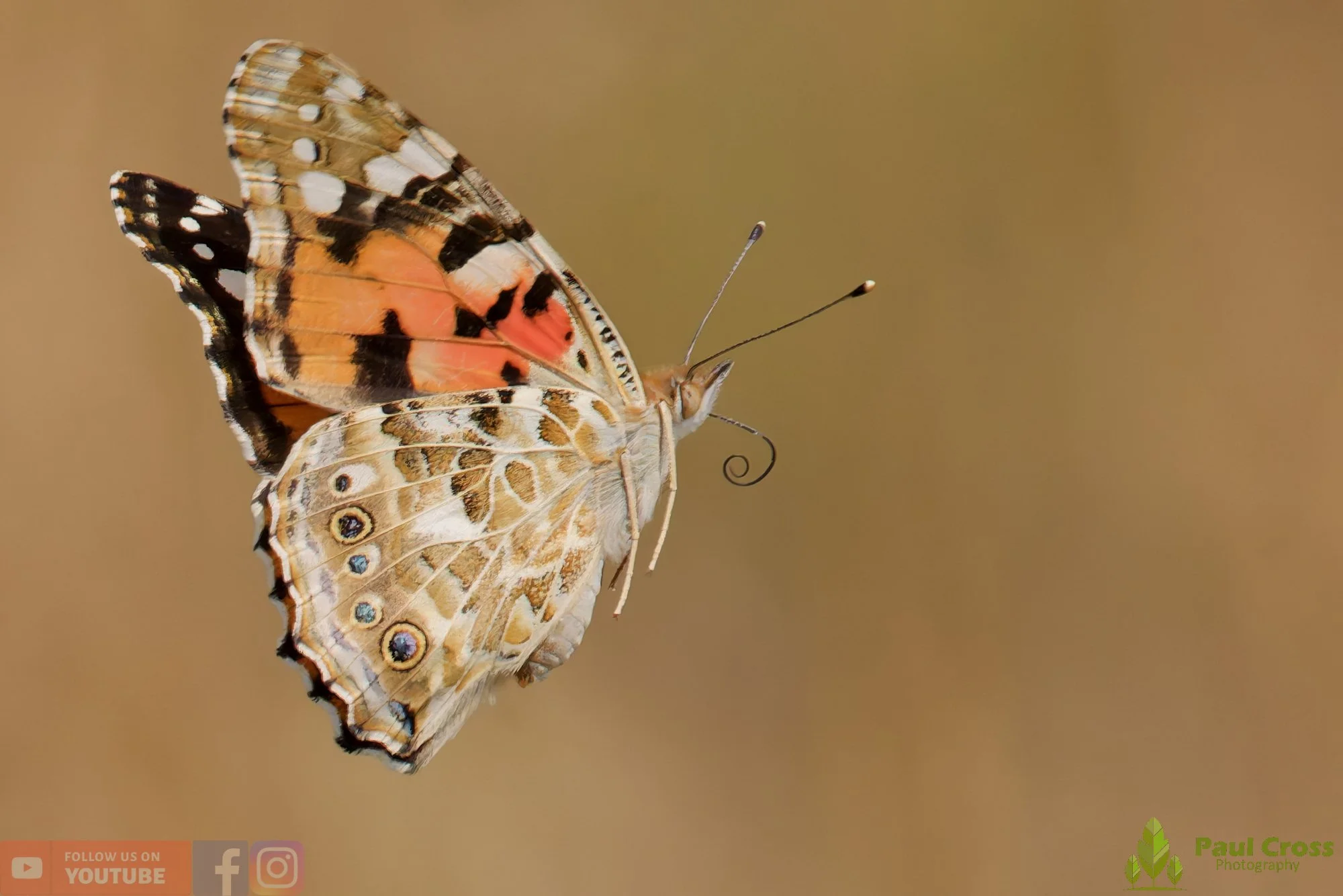 Painted Lady-00041.jpg