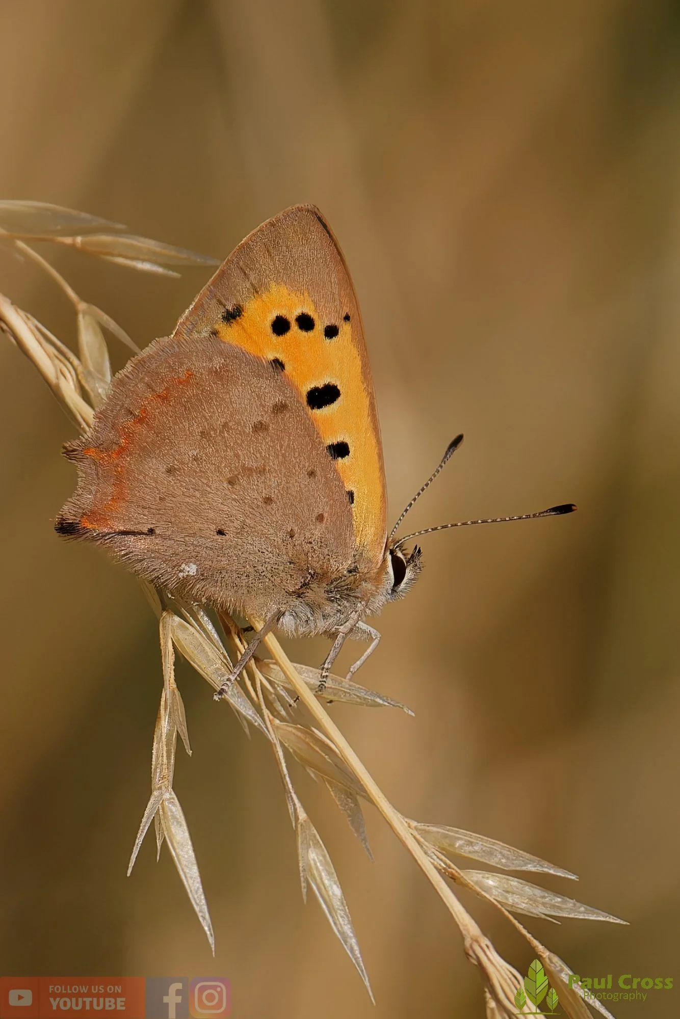 Small Copper-00014.jpg