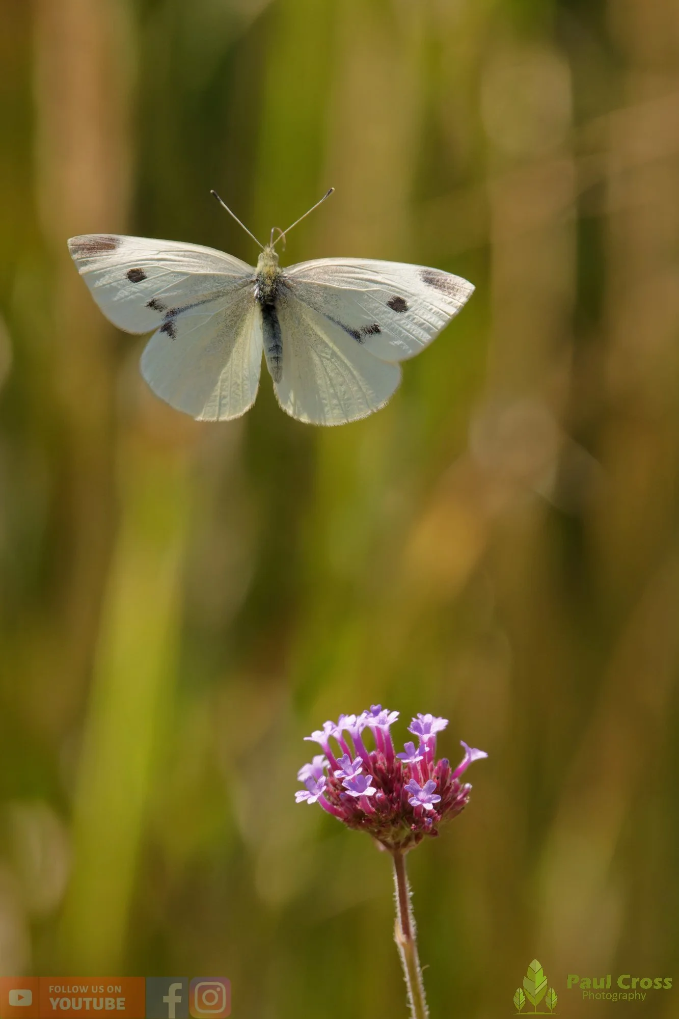 Large White-00096.jpg