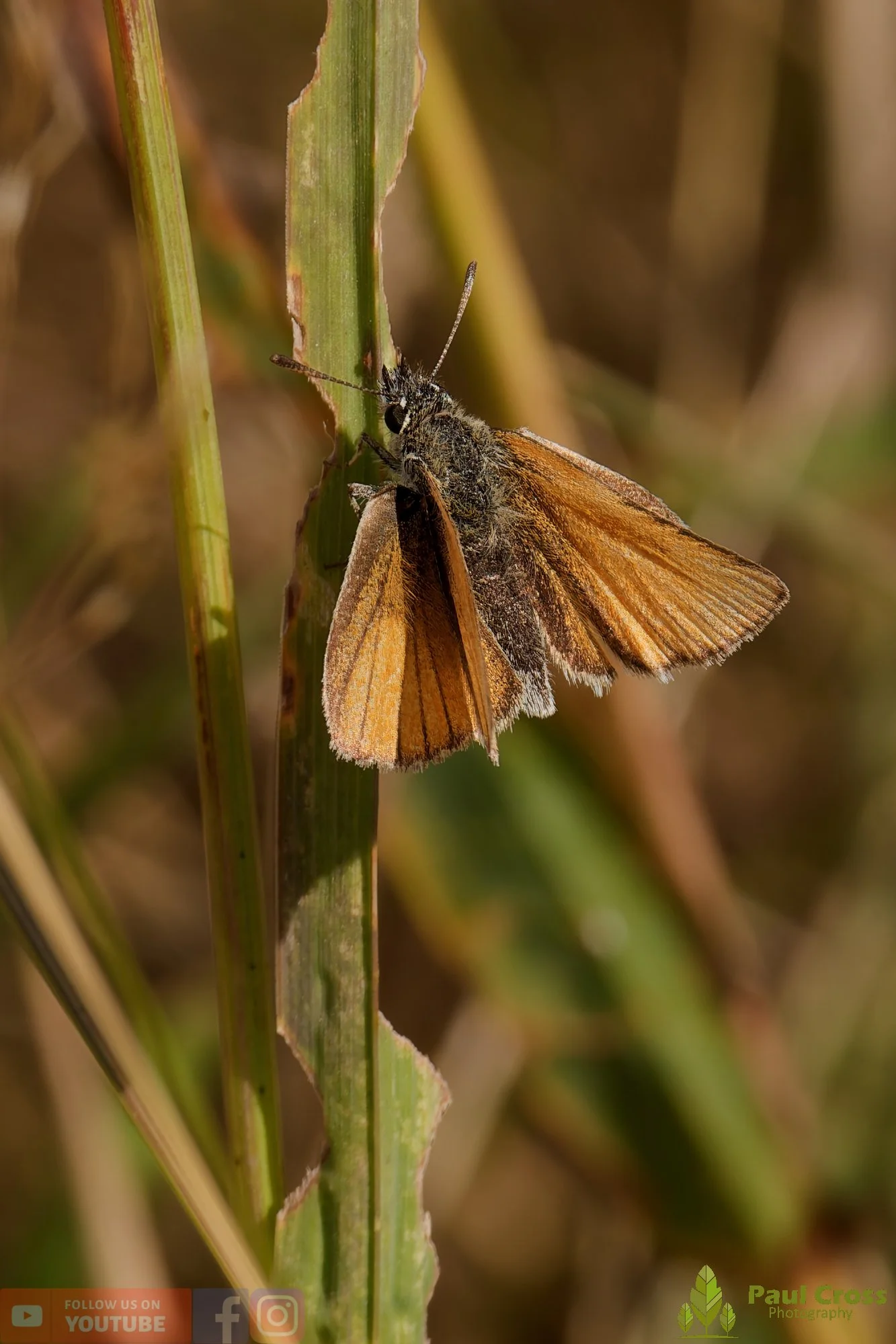 Small Skipper-00010.jpg