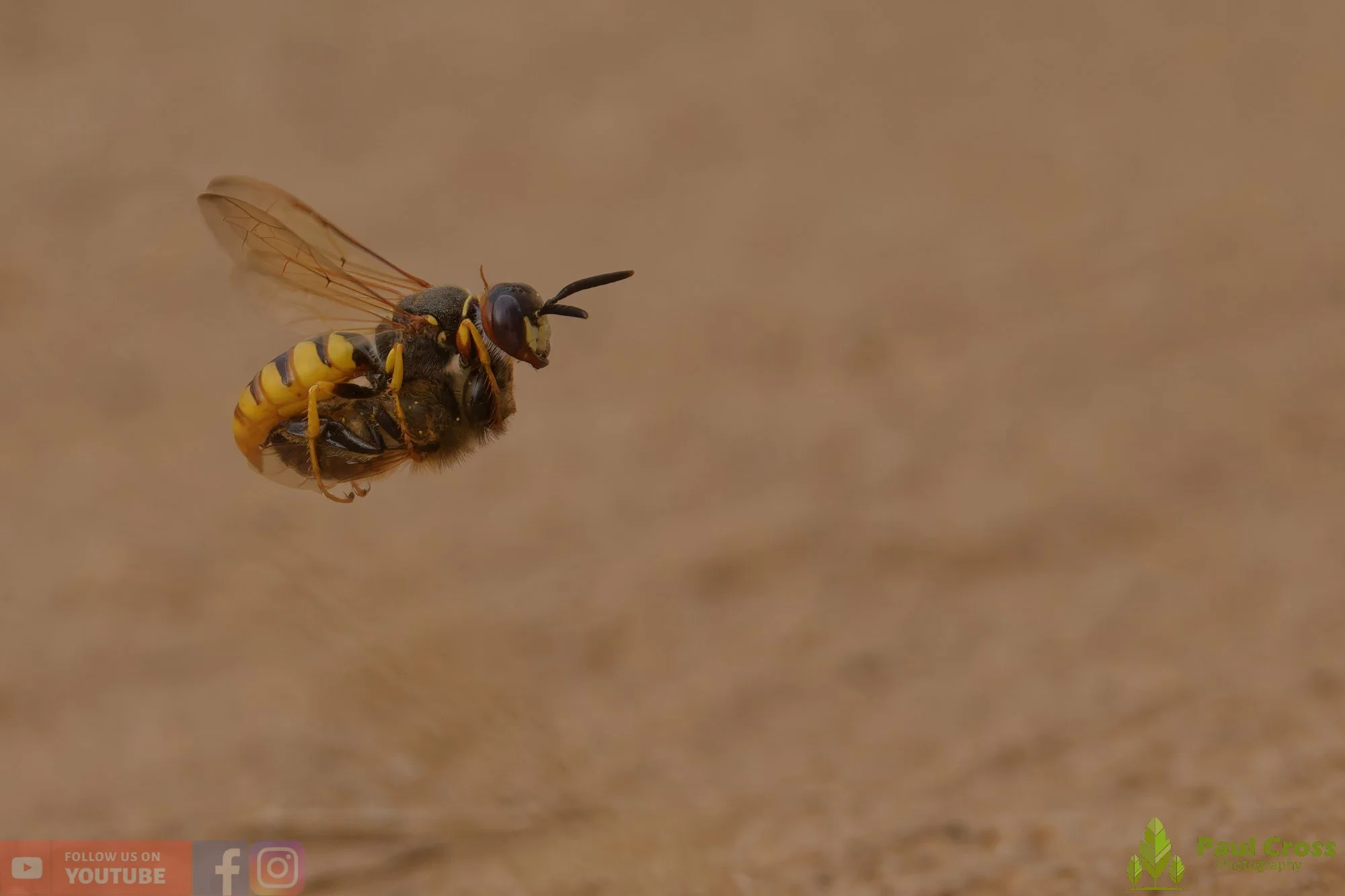 Bee Wolf-00004.jpg