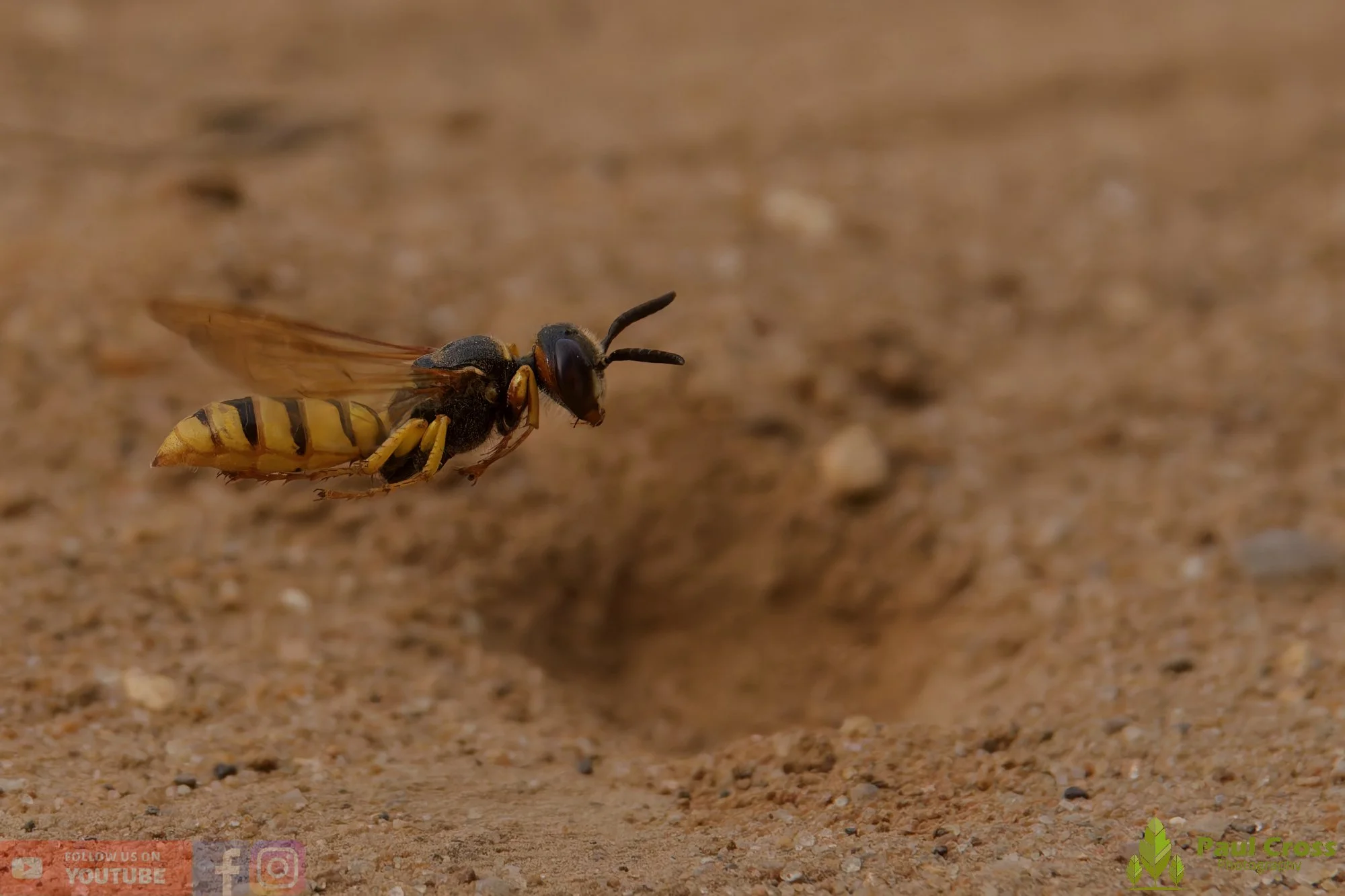 Bee Wolf-00001.jpg