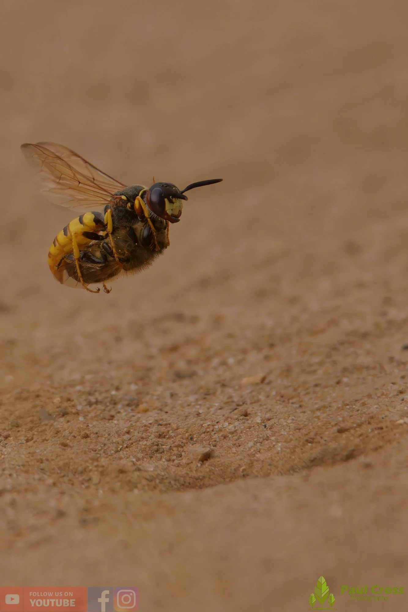 Bee Wolf-00005.jpg