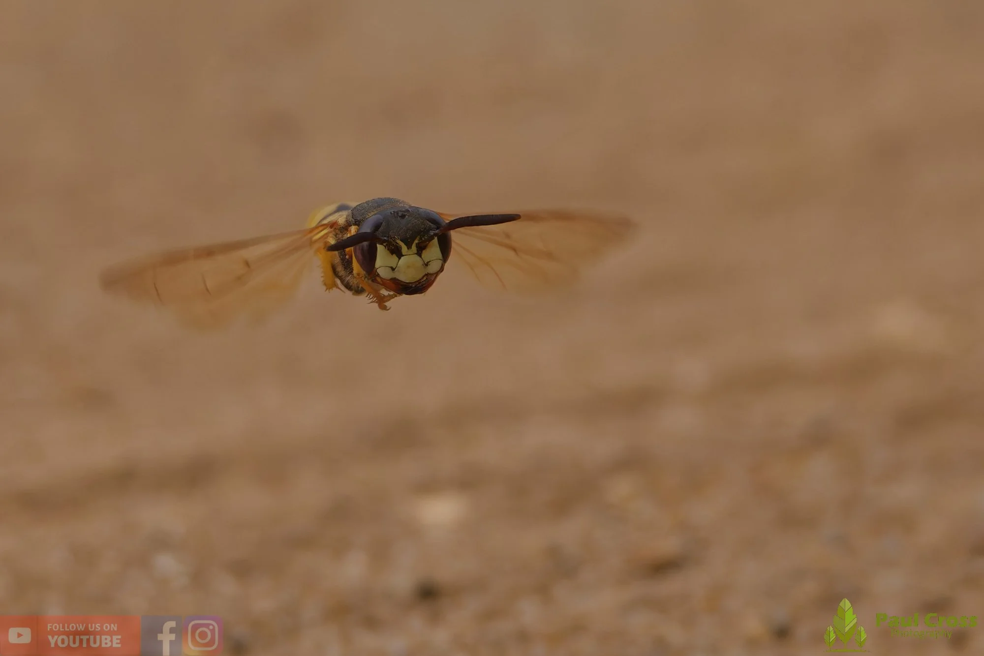 Bee Wolf-00007.jpg