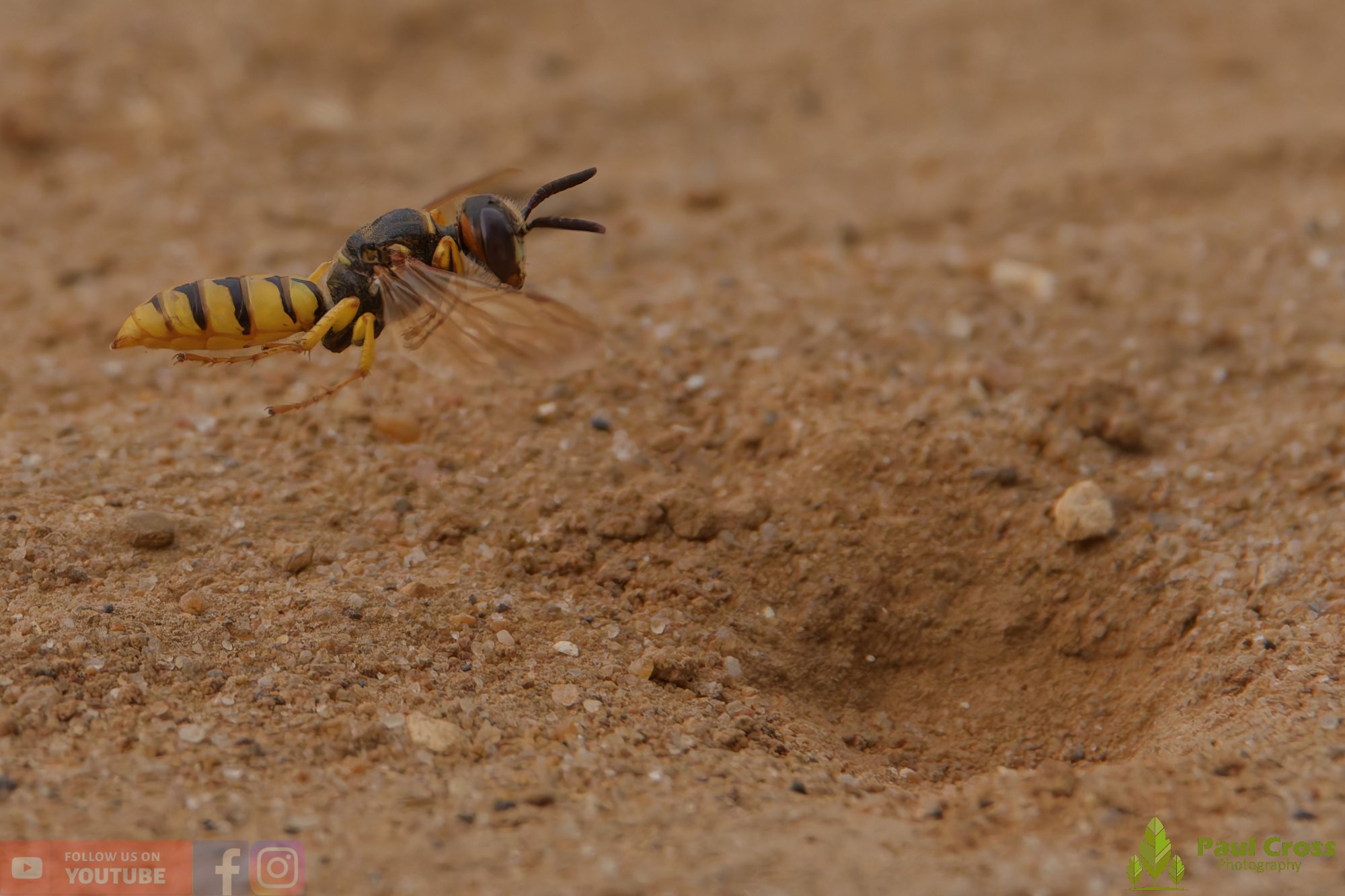 Bee Wolf-00008.jpg