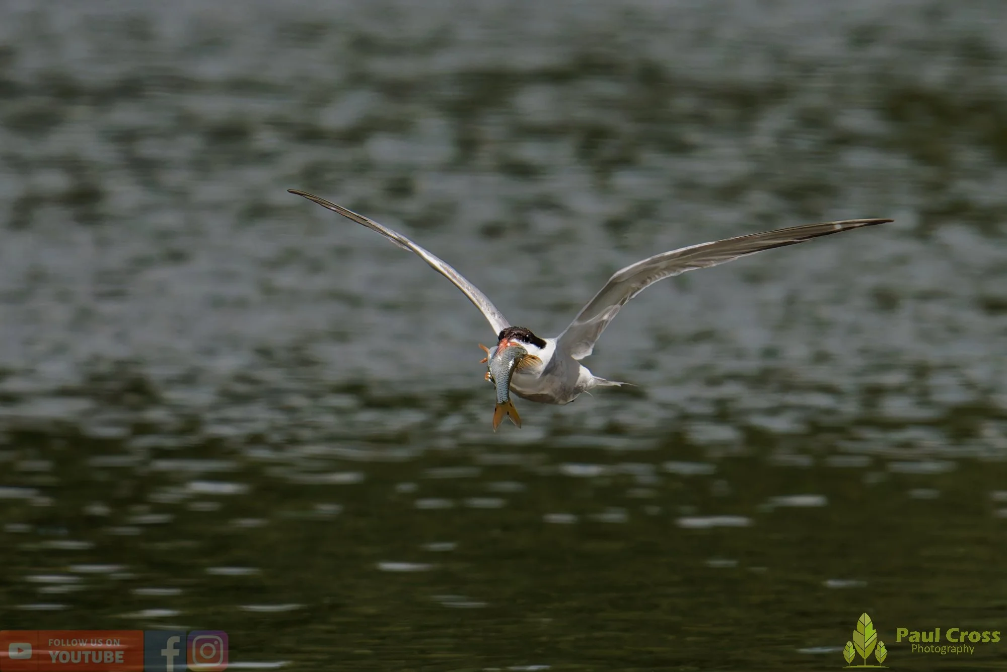 Common Tern-02267.jpg