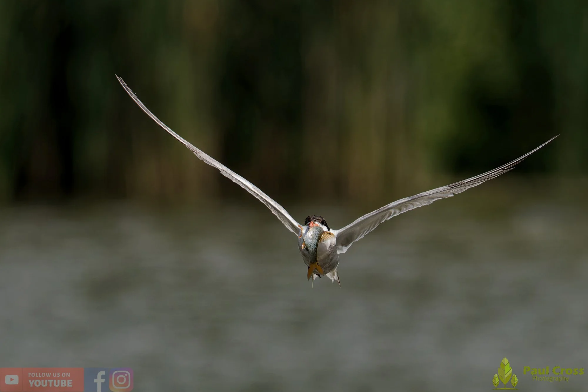 Common Tern-02268.jpg