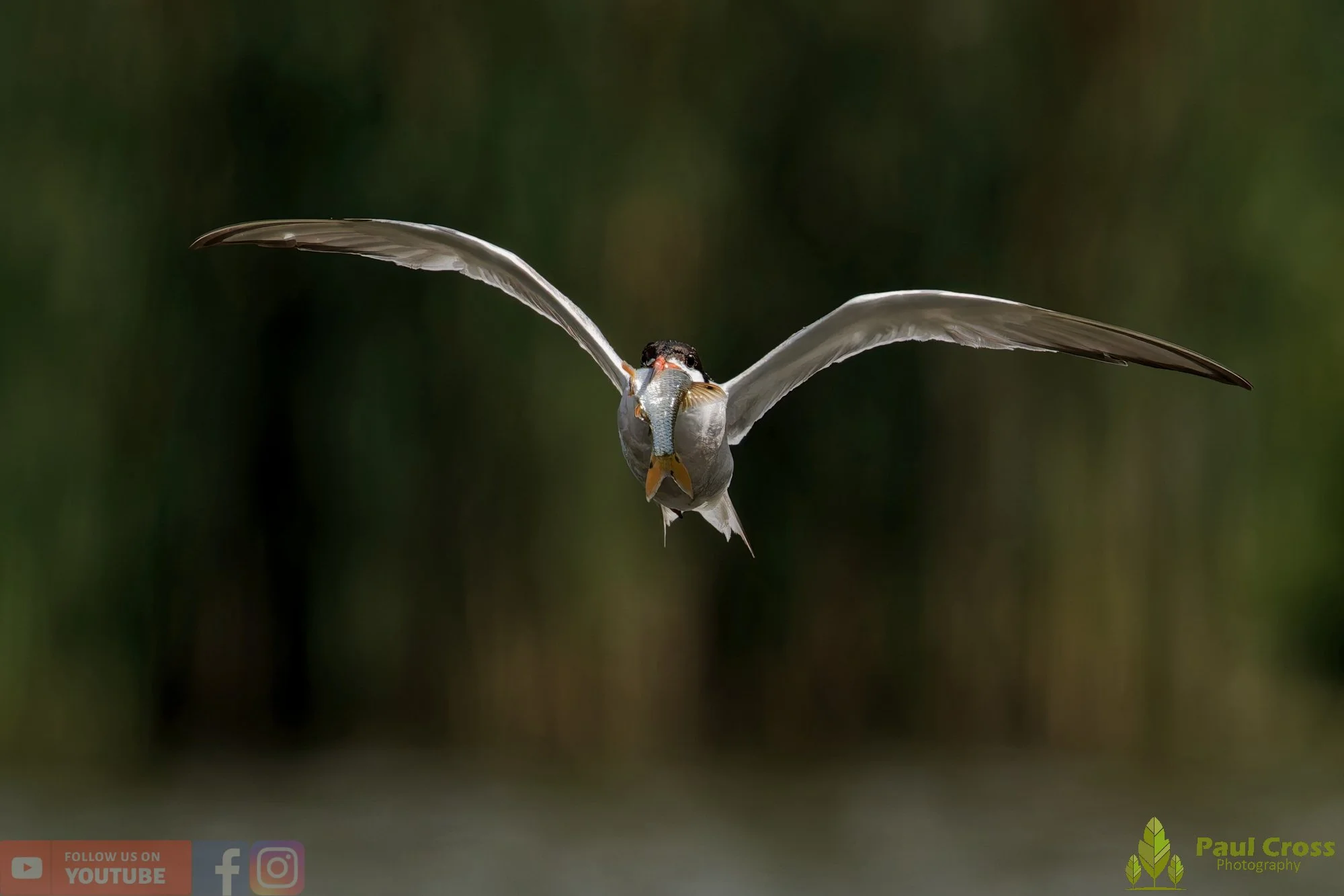Common Tern-02269.jpg