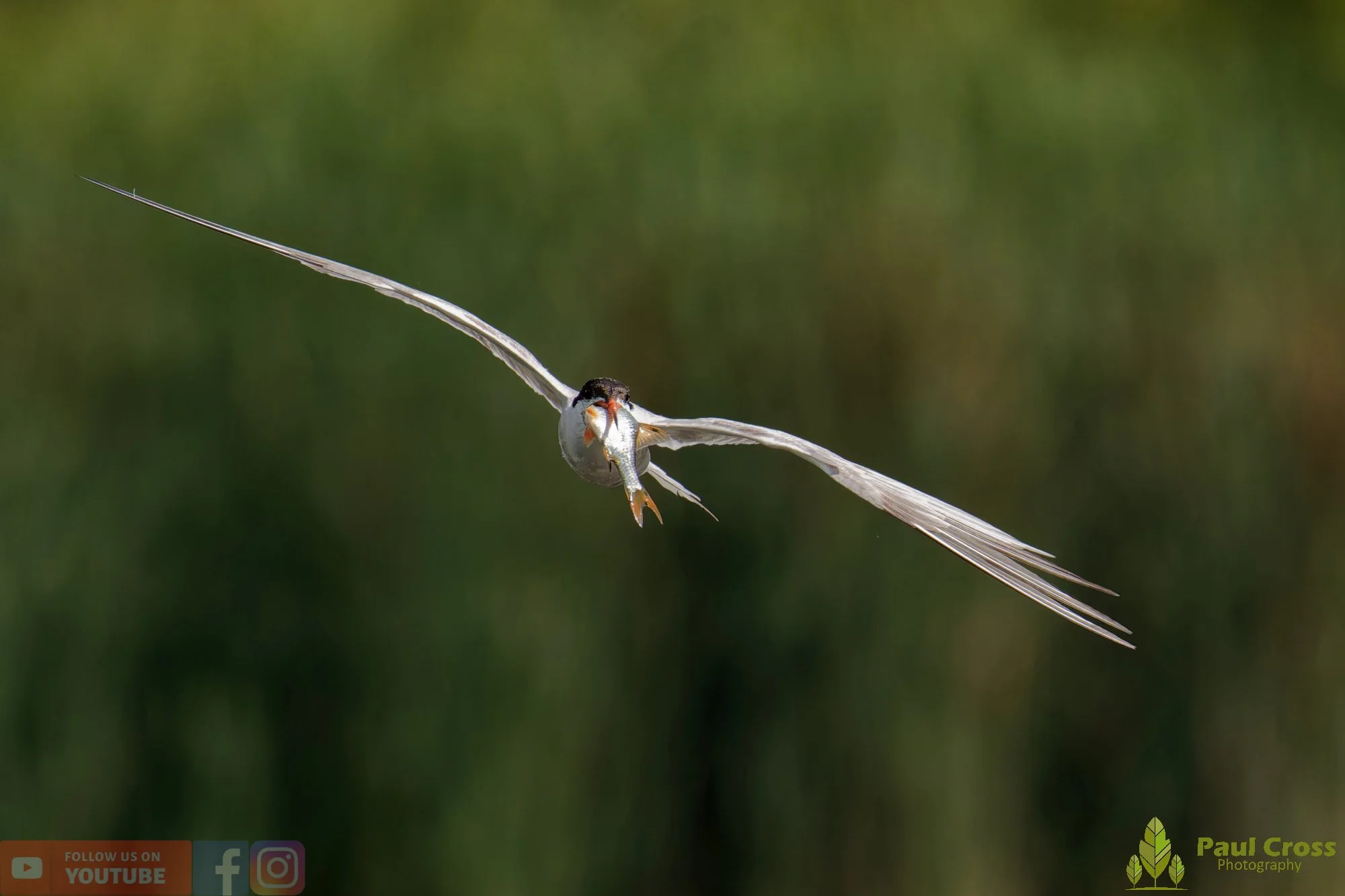 Common Tern-02270.jpg
