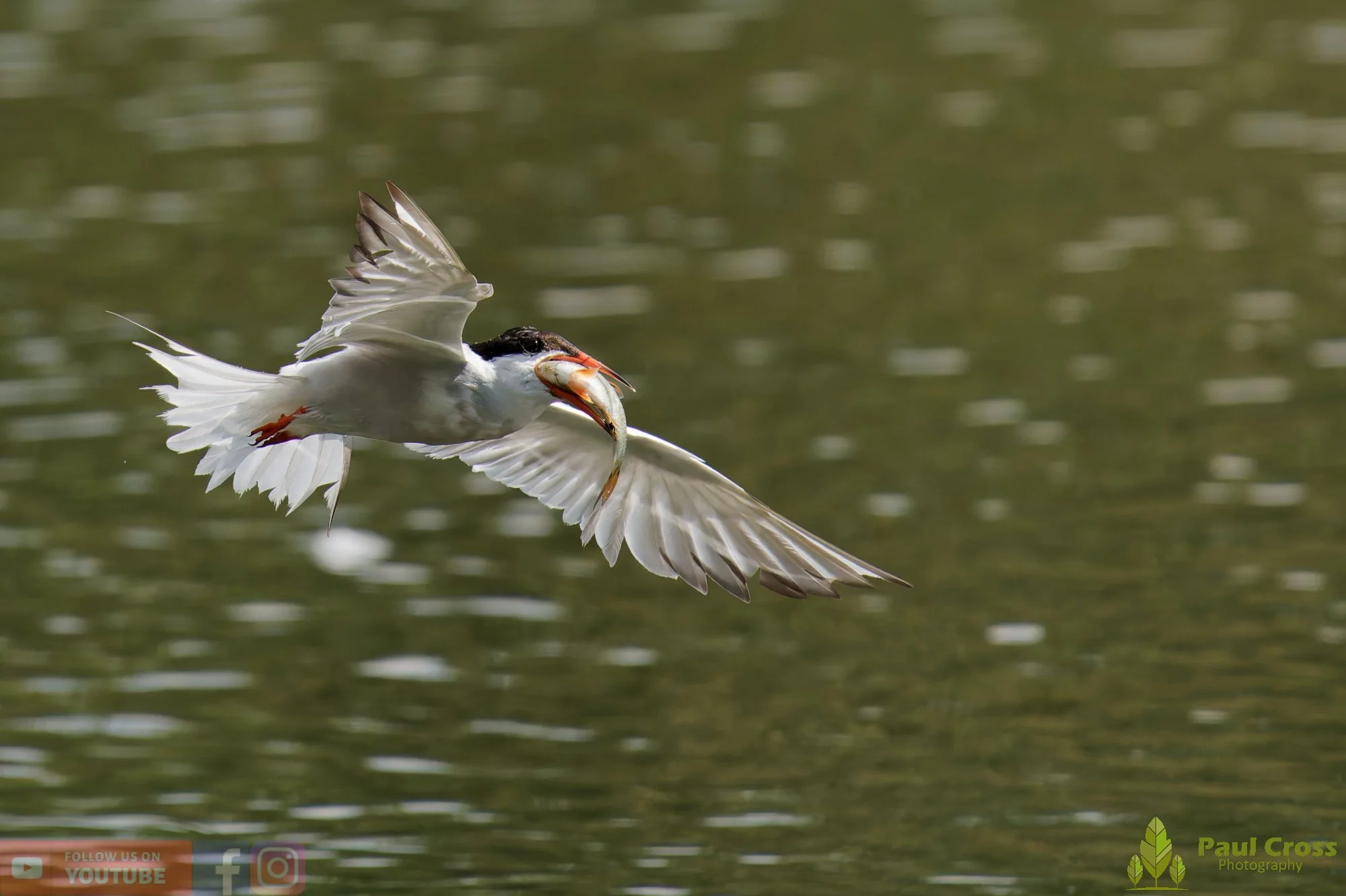 Common Tern-02271.jpg