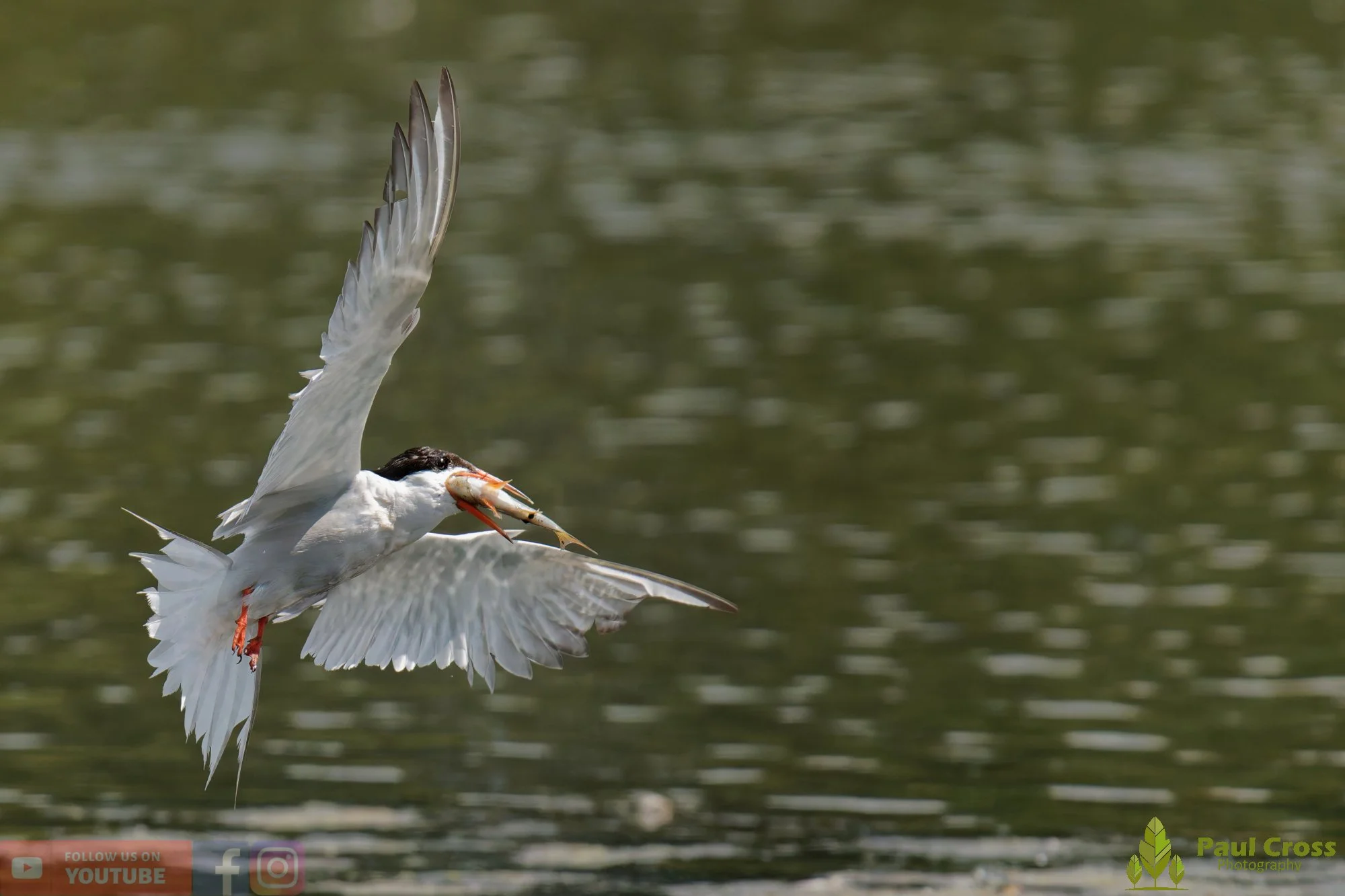 Common Tern-02272.jpg