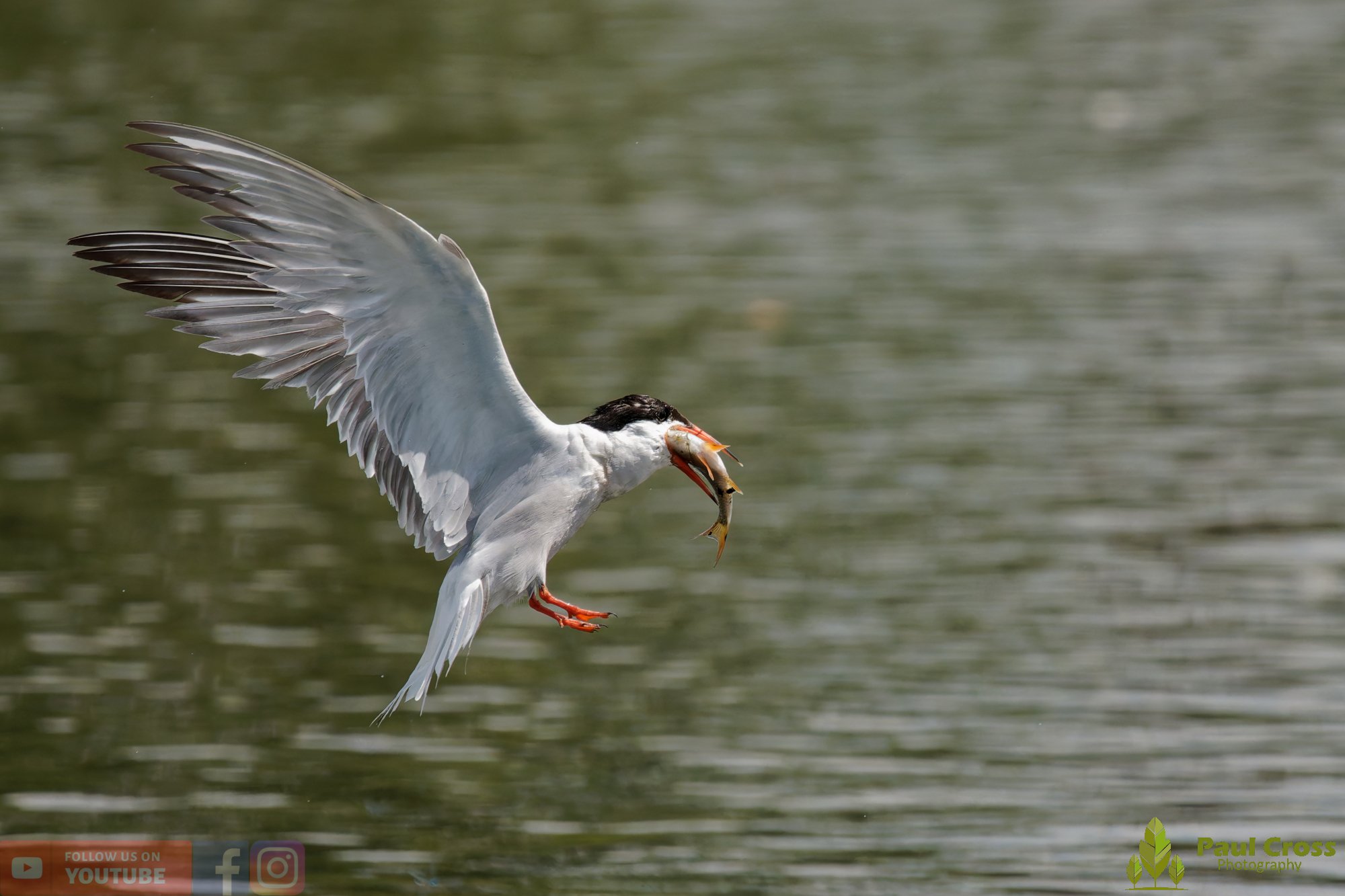 Common Tern-02273.jpg