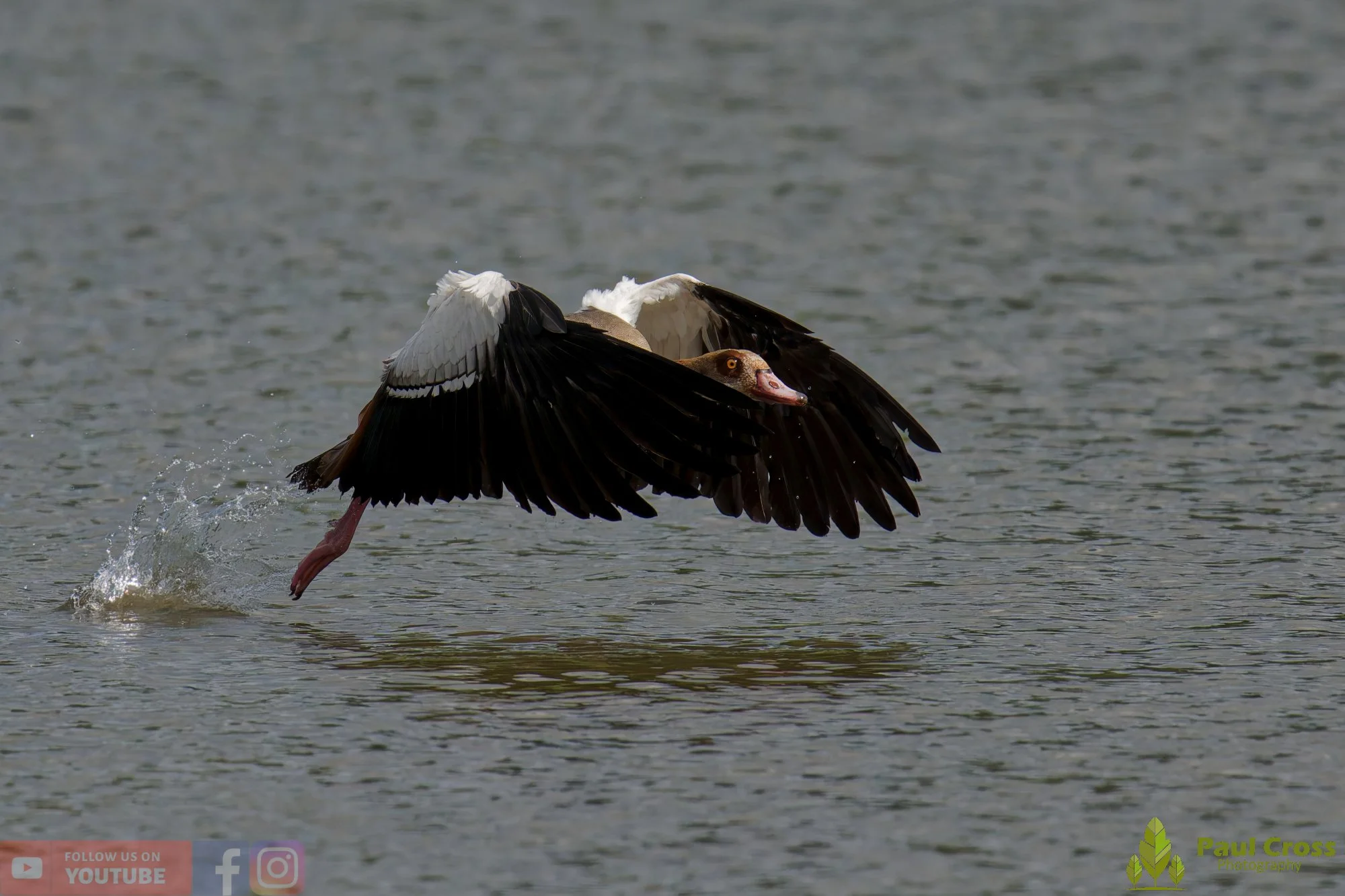 Egyptian Goose-00135.jpg