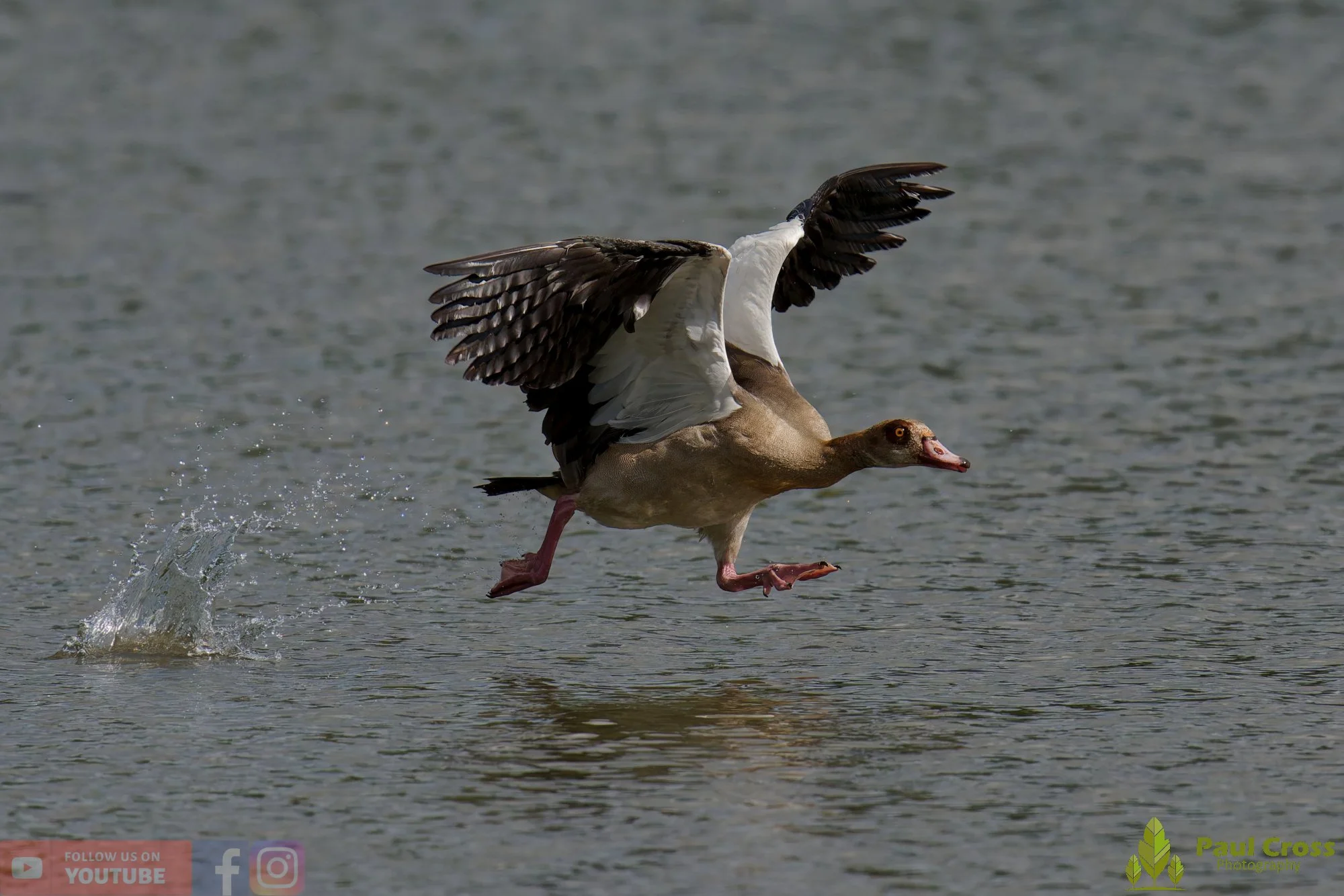 Egyptian Goose-00136.jpg