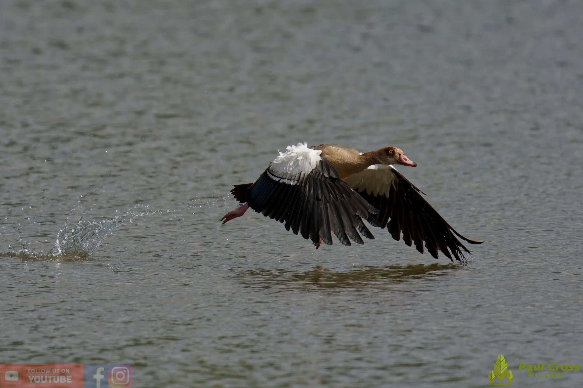 Egyptian Goose-00137.jpg